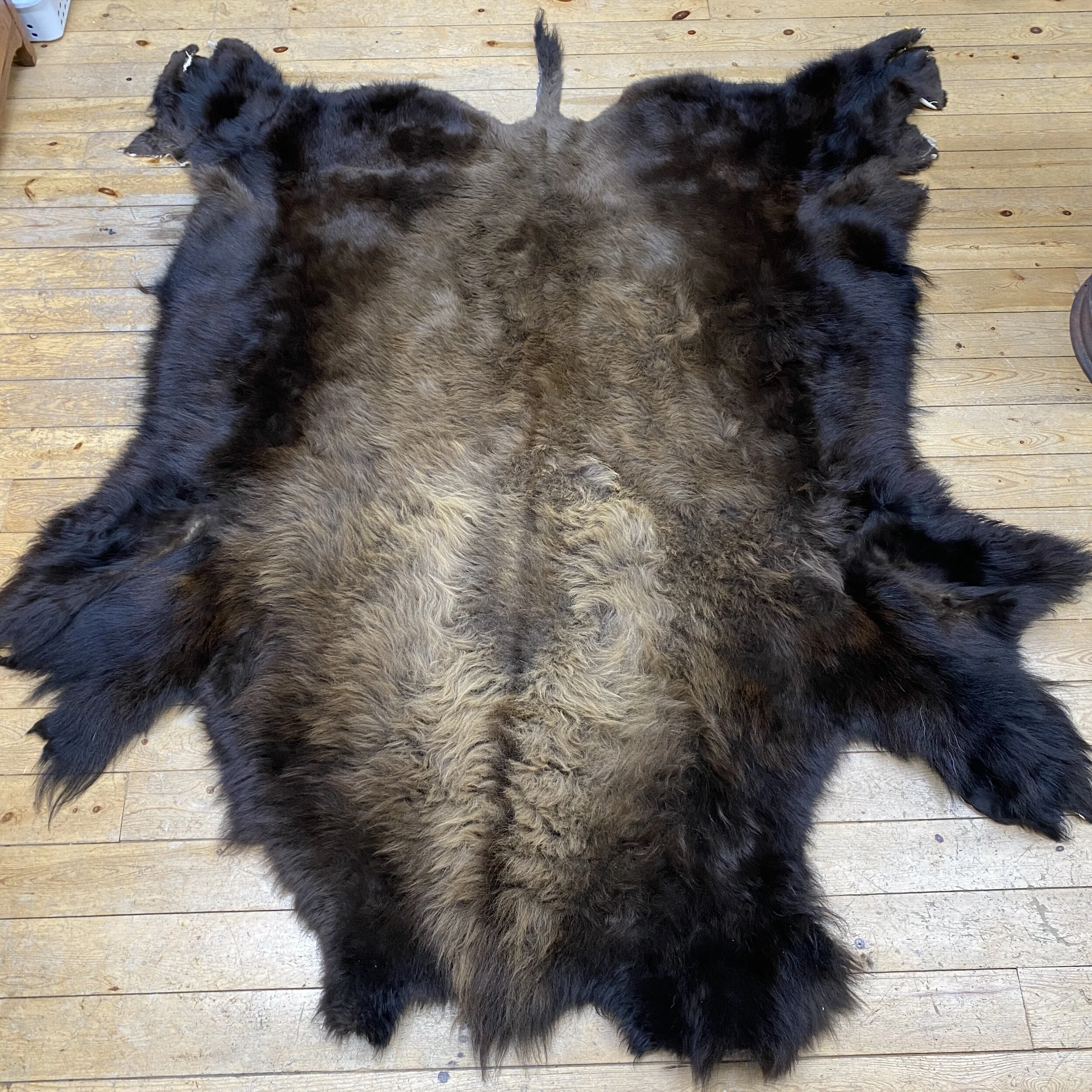 Buffalo Hides for Sale — Claw, Antler & Hide Co.