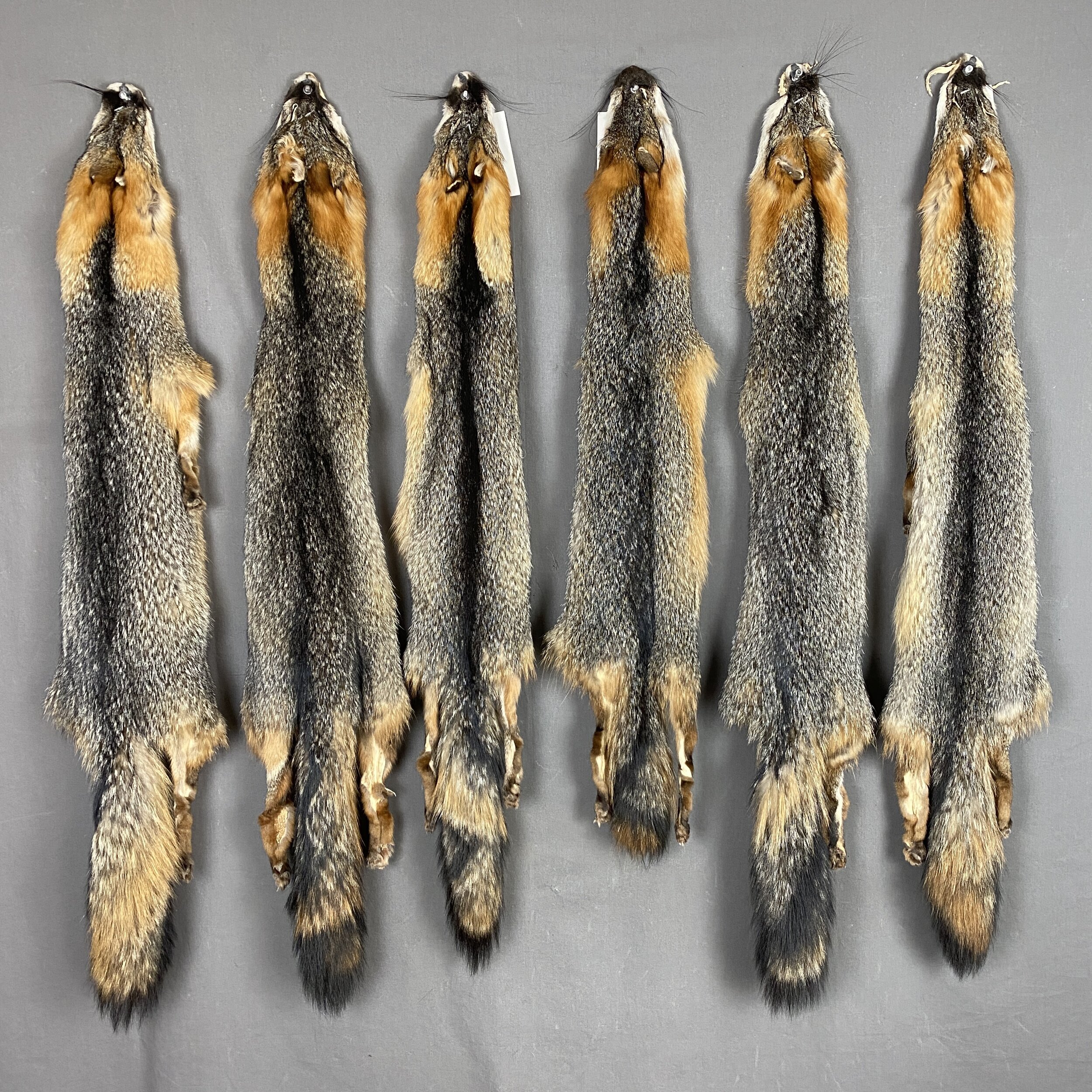 Gray Fox Hide