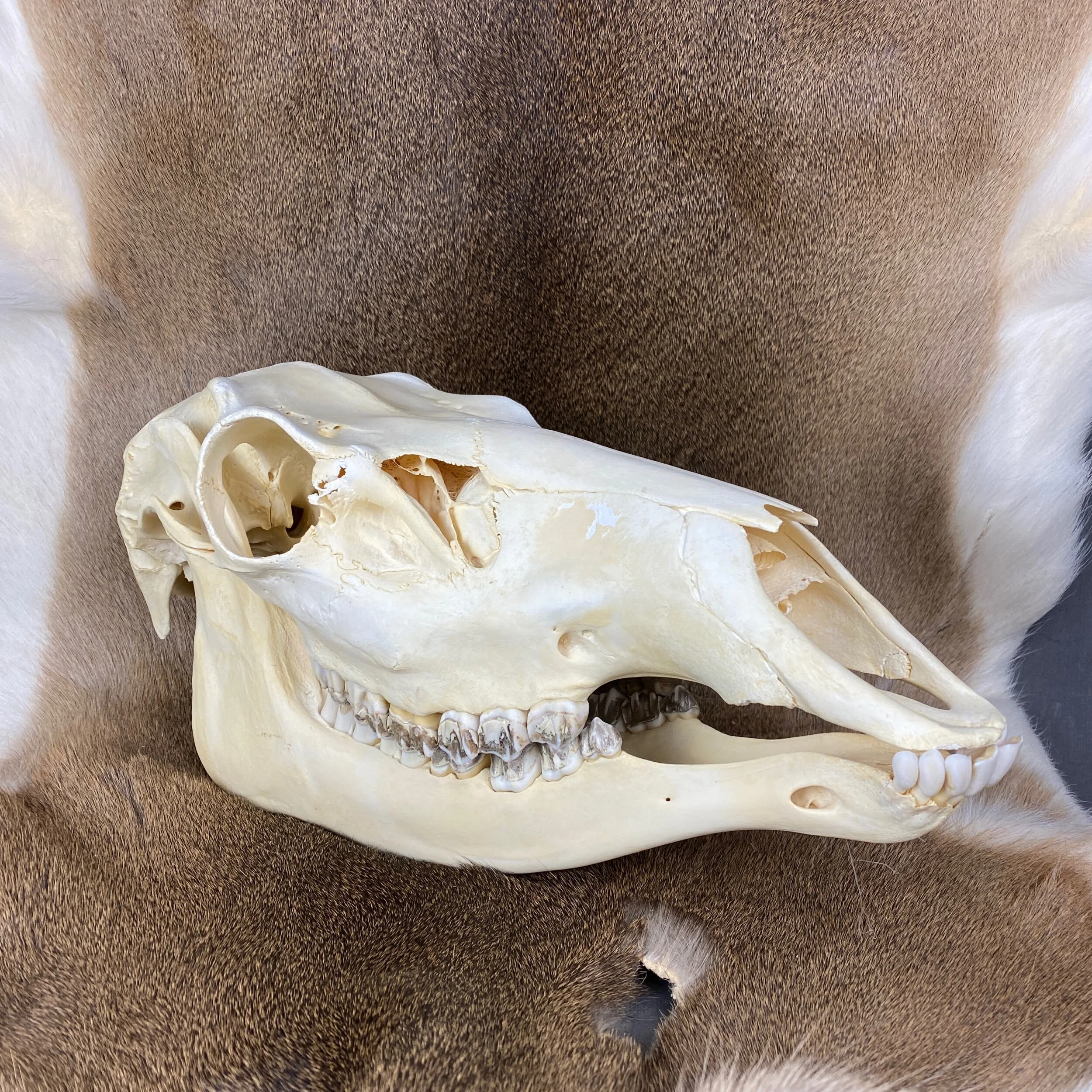 cow elk skull
