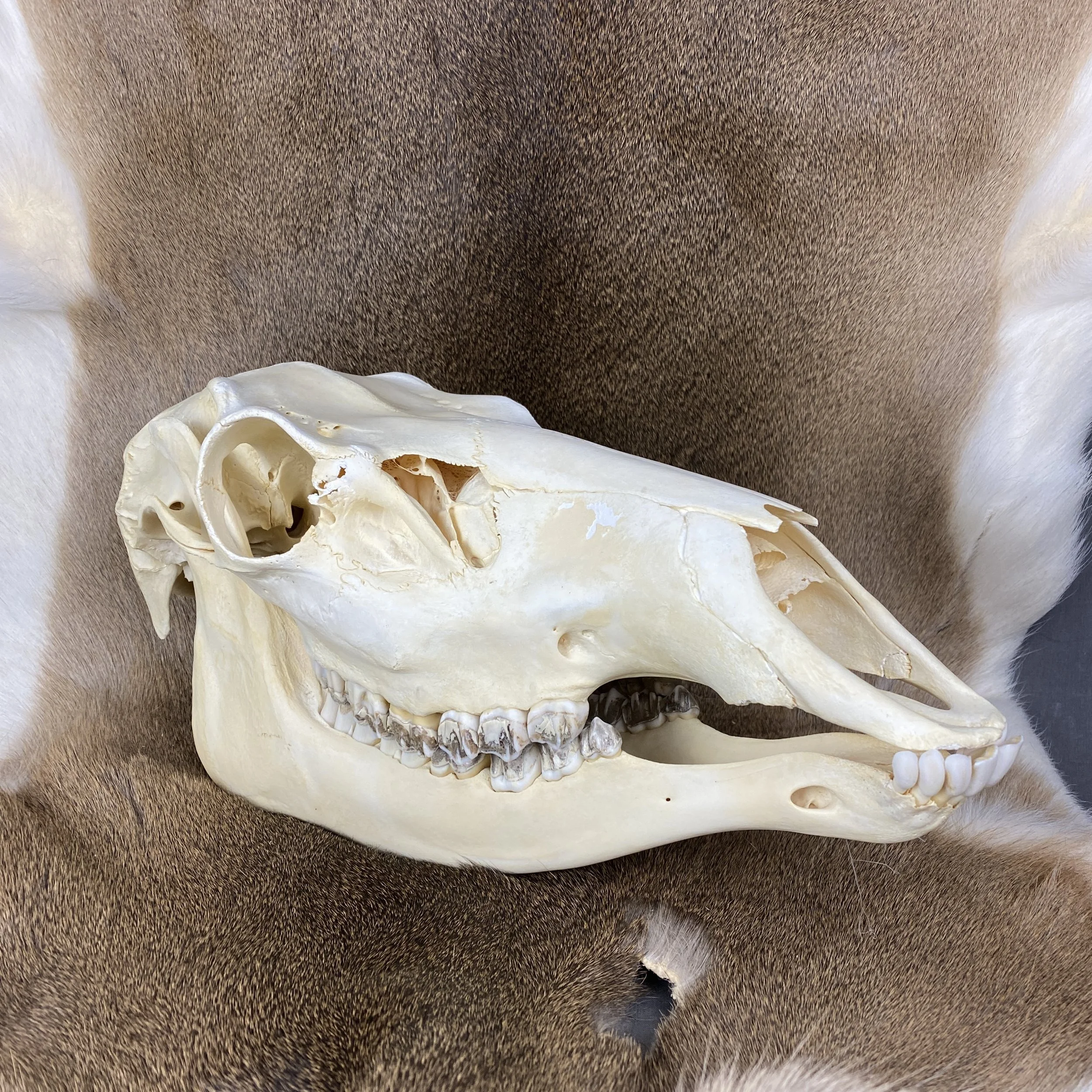 Elk Skull