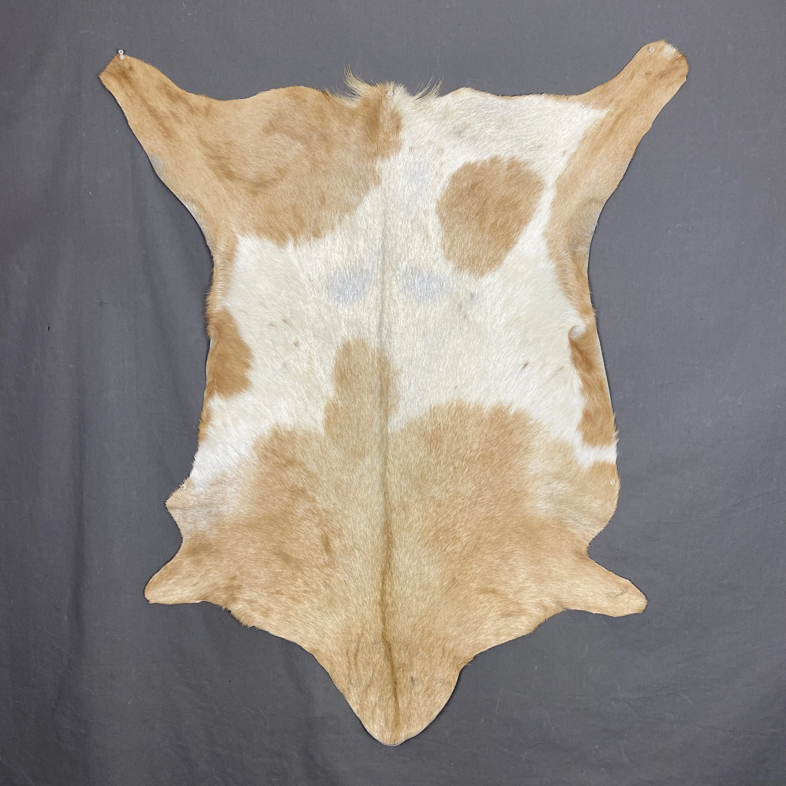 Goat Hides for Sale — Claw, Antler & Hide Co.