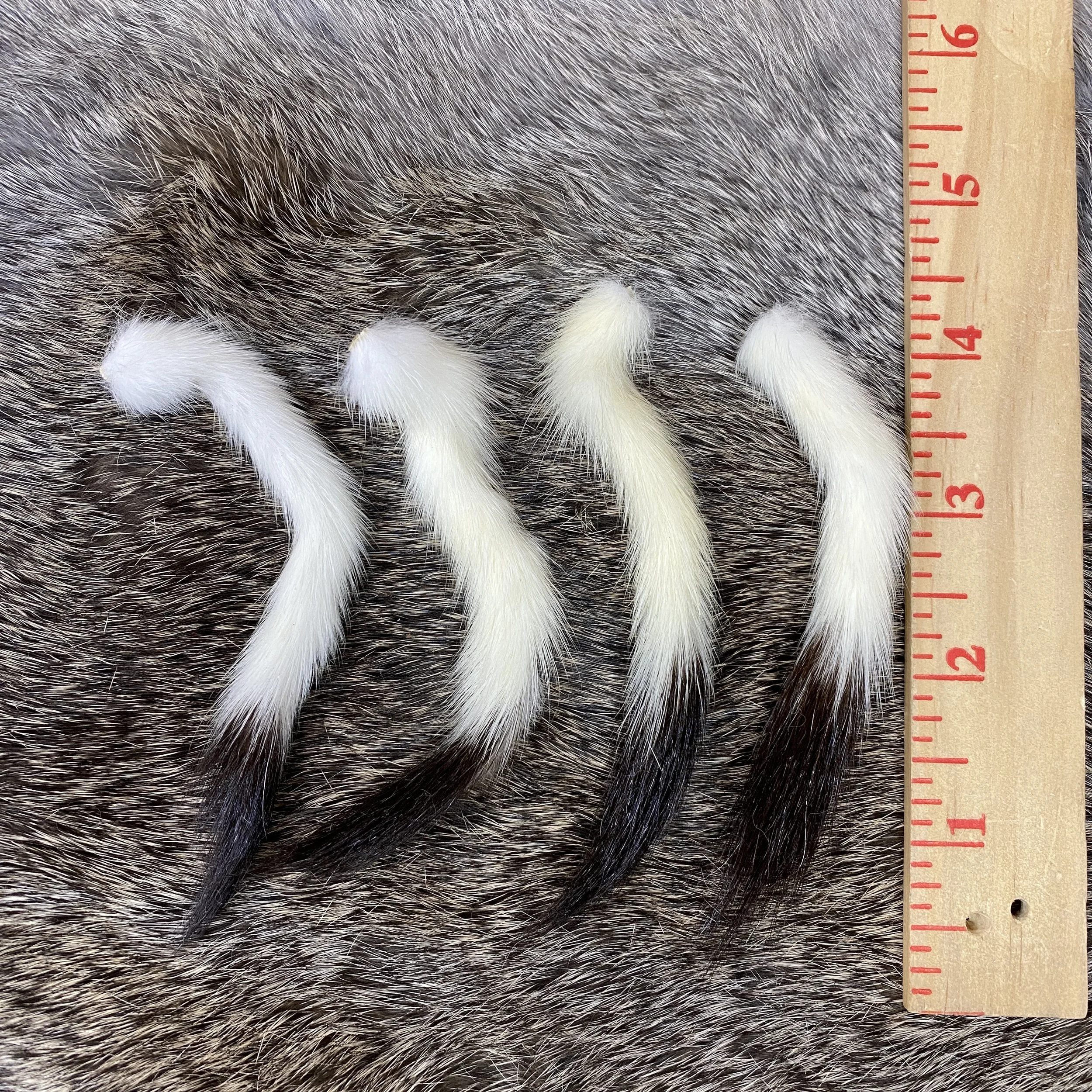 ermine tail