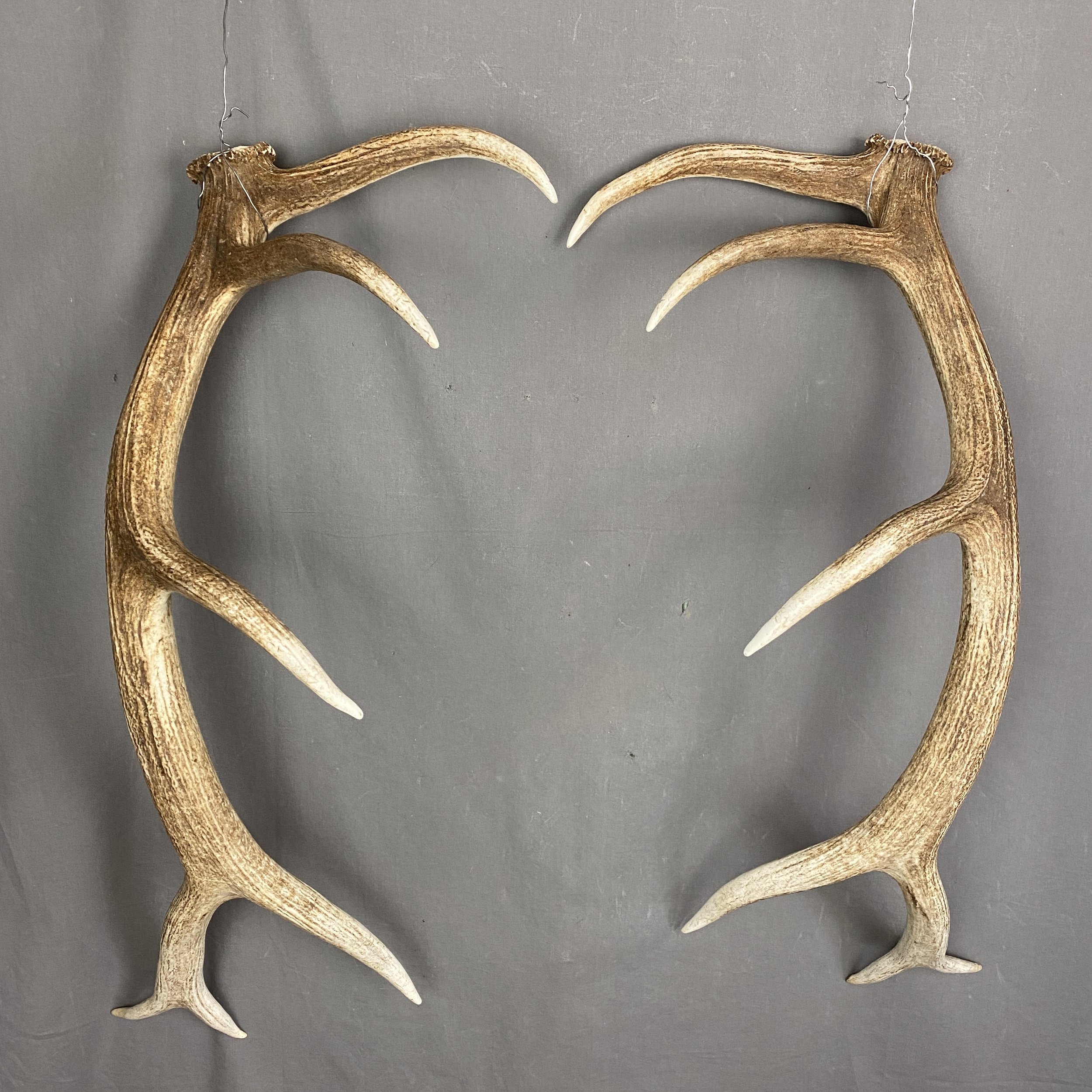 Elk Antler Set SQ7578