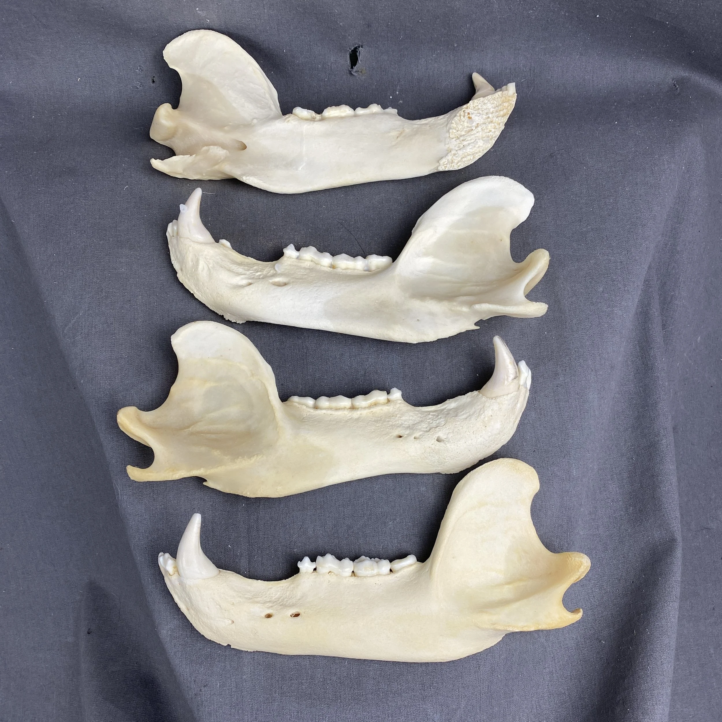 Black bear jaw