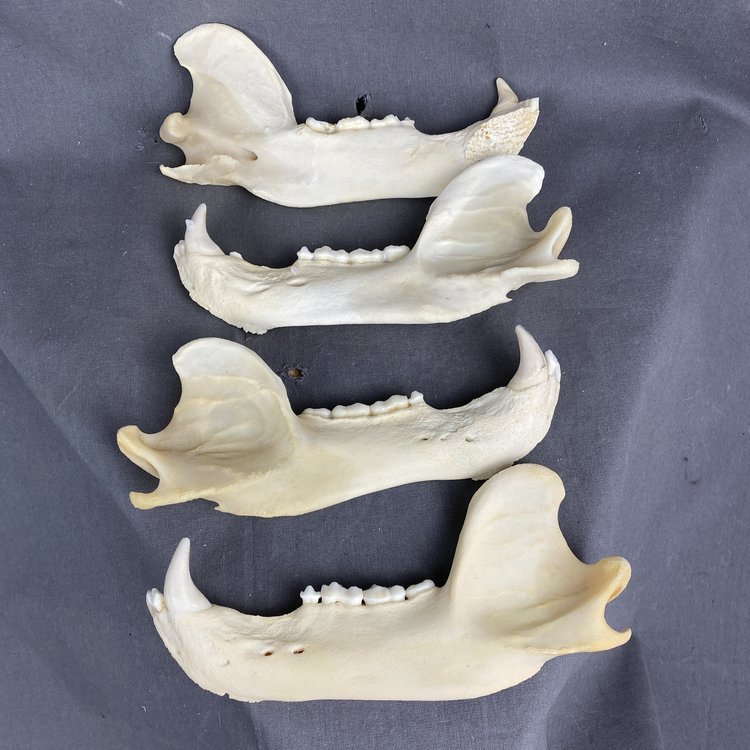 Wild Animal Jaws — Claw, Antler & Hide Co. Wild Animal Jaws — Claw, Antler & Hide Co.
