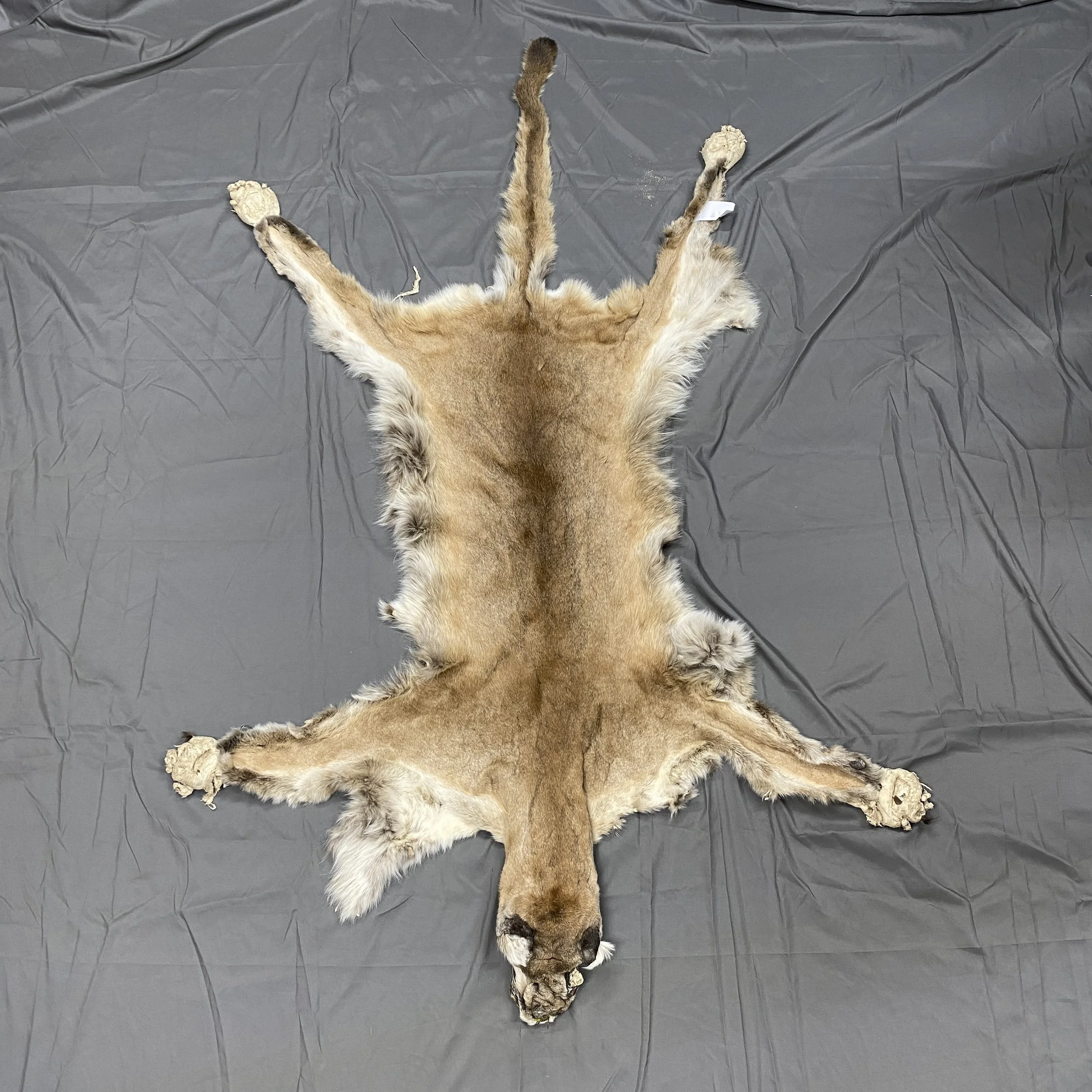 Cougar Hide SQ0558