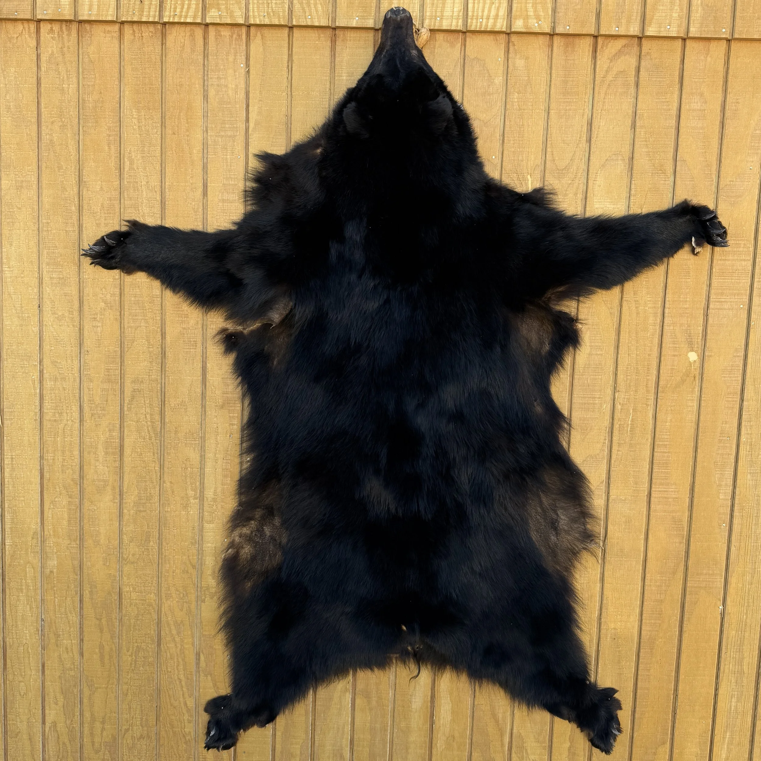 Black Bear Hide SQ7481D1