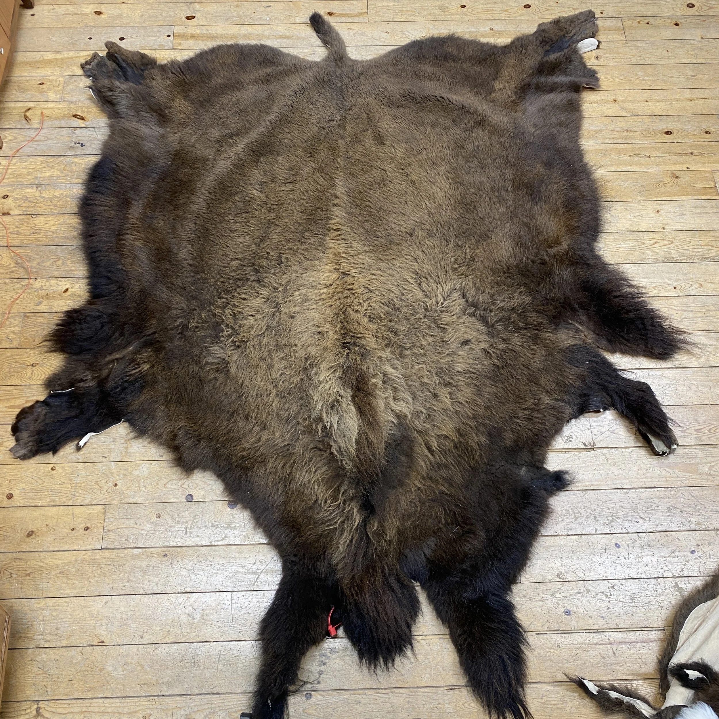 Buffalo Hides — Claw, Antler & Hide Co.
