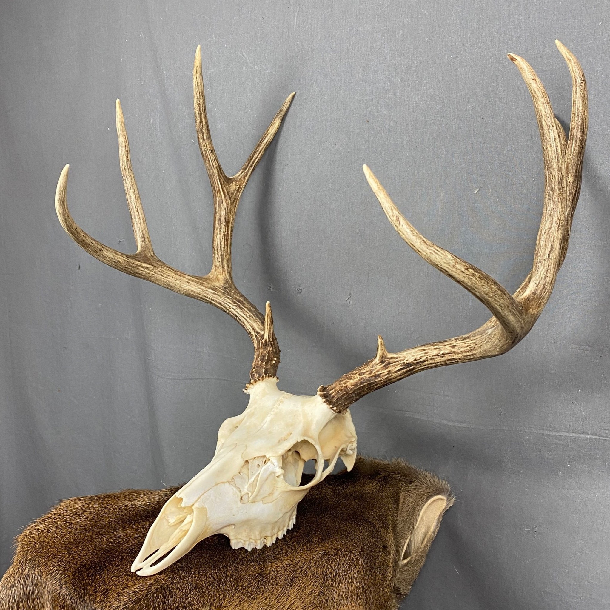 Animal Skulls — Claw, Antler & Hide Co.