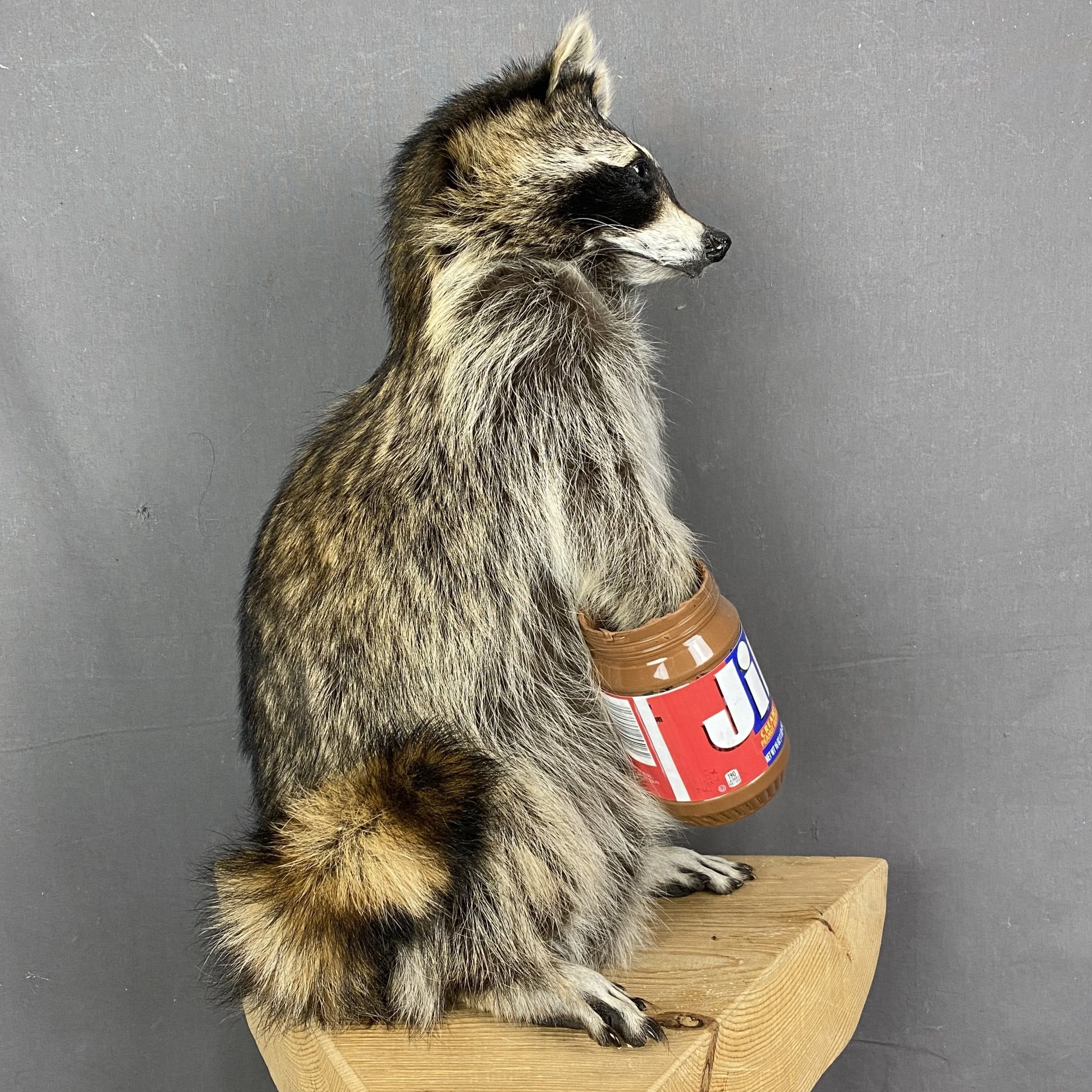 Raccoon Mount (Peanut Butter) ??? Claw, Antler & Hide Co.