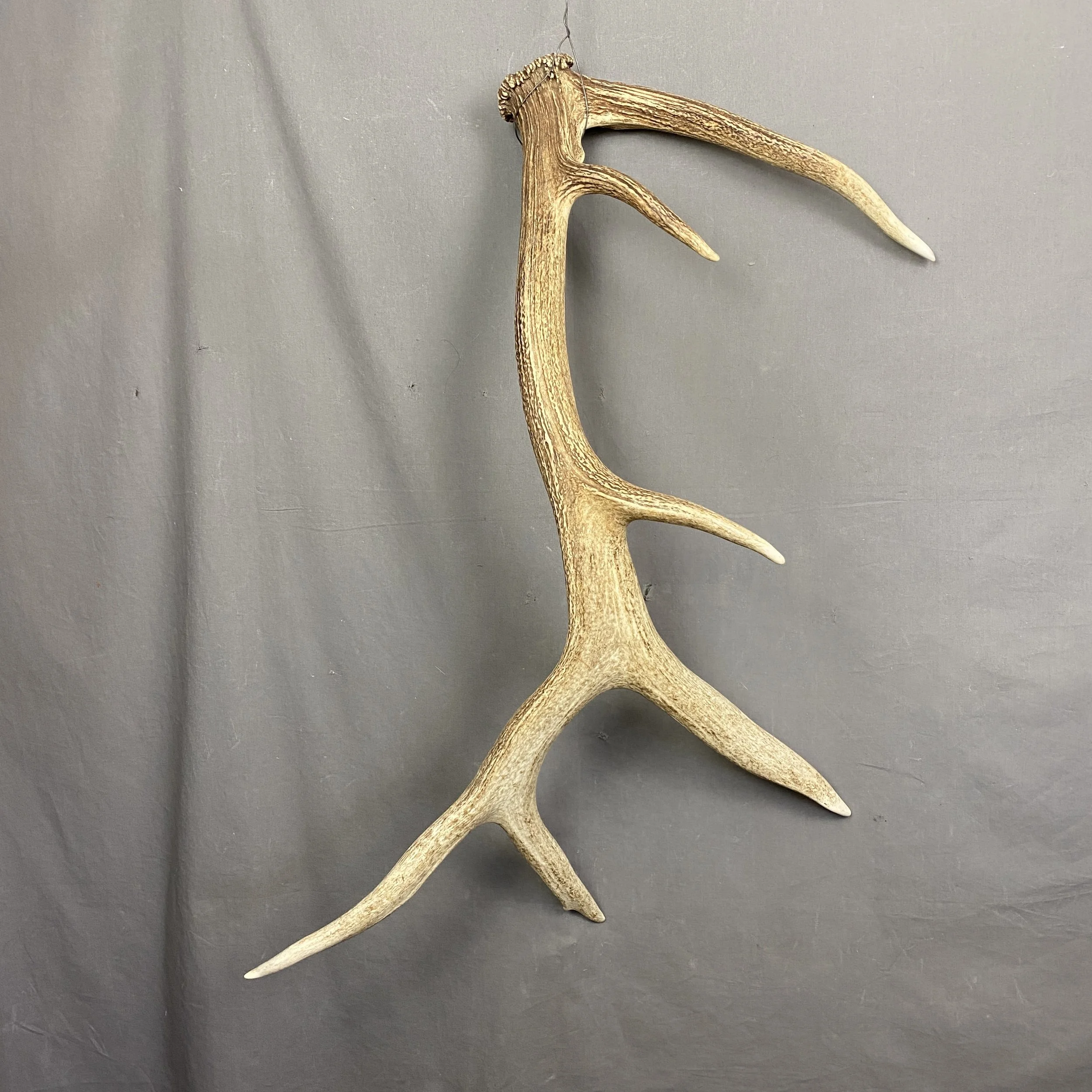 elk antler
