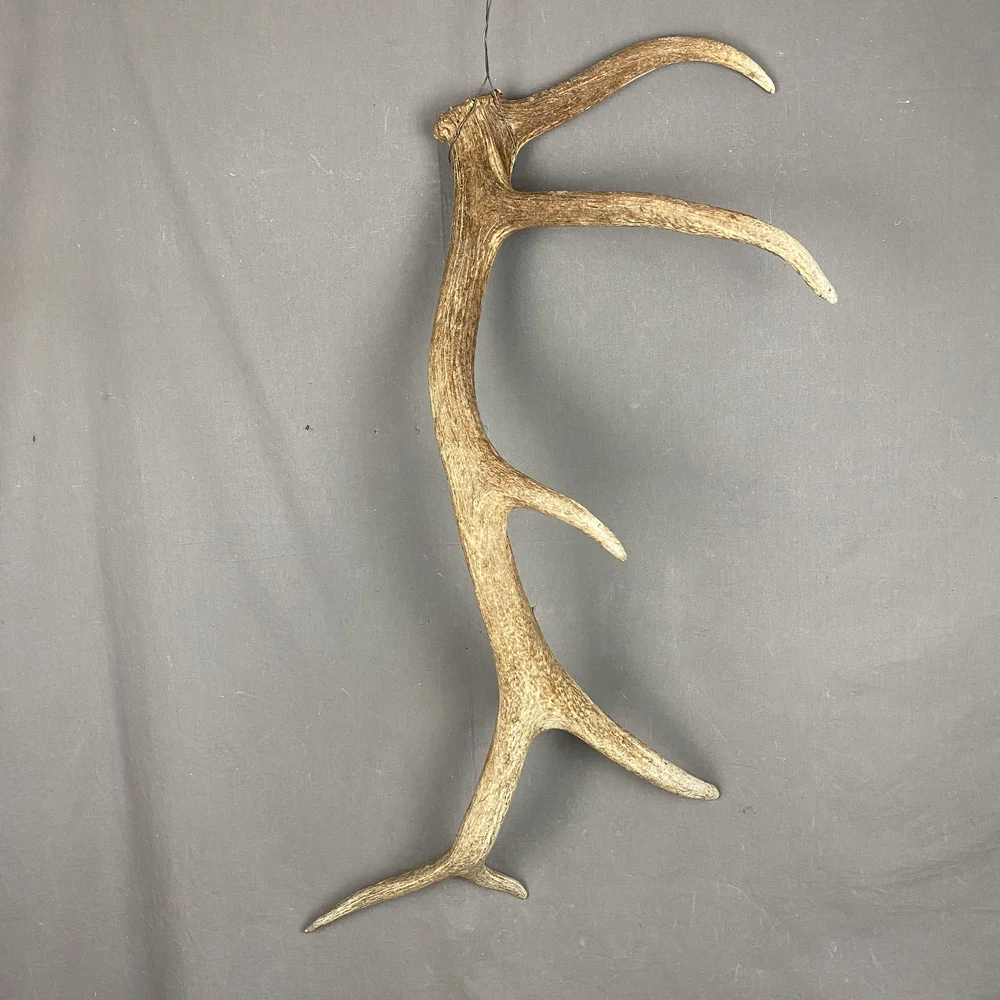 Elk Antler #22 — Claw, Antler Hide