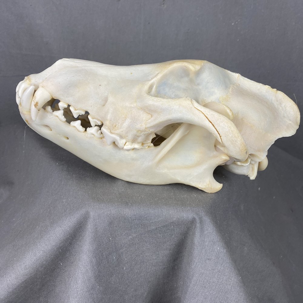 Animal Skulls — Claw, Antler & Hide Co.