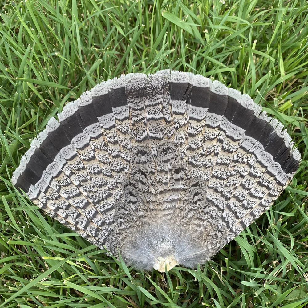 Ruffed Grouse Tail — Claw, Antler & Hide Co.