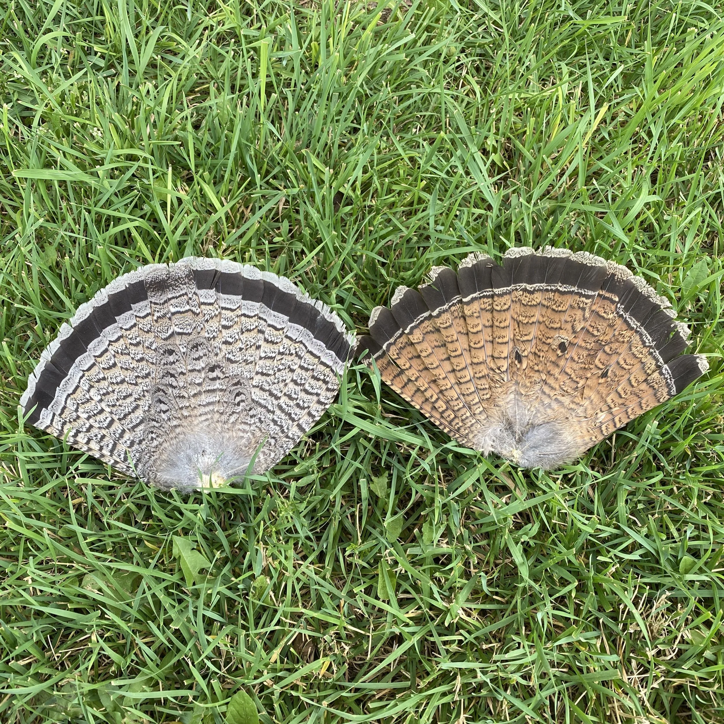 Ruffed Grouse Tail