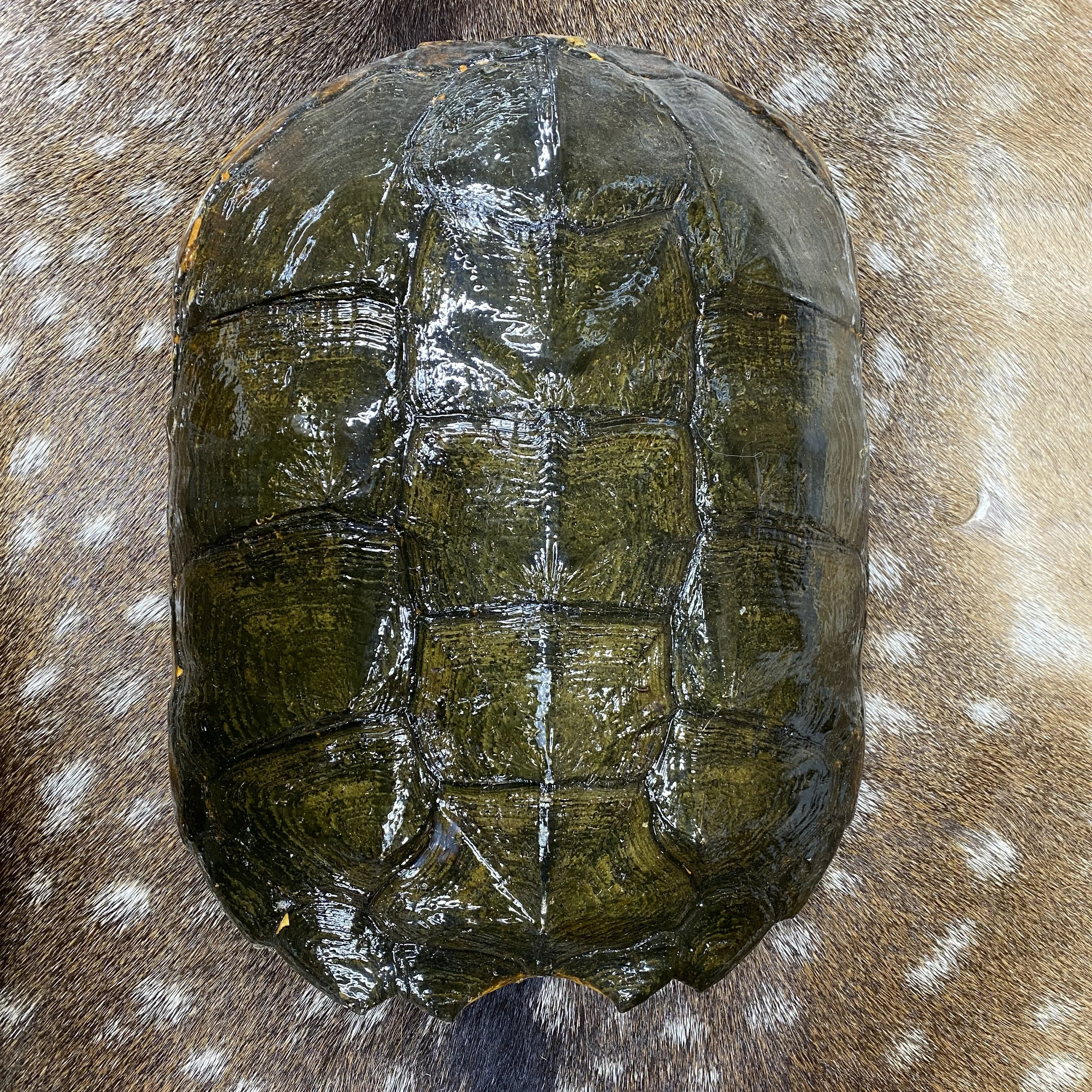 Snapping Turtle Shell