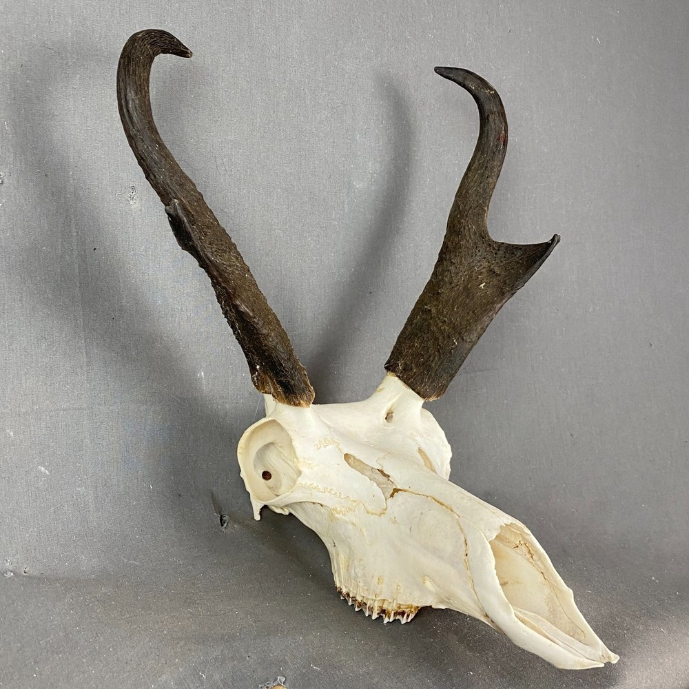 Animal Skulls — Claw, Antler & Hide Co.