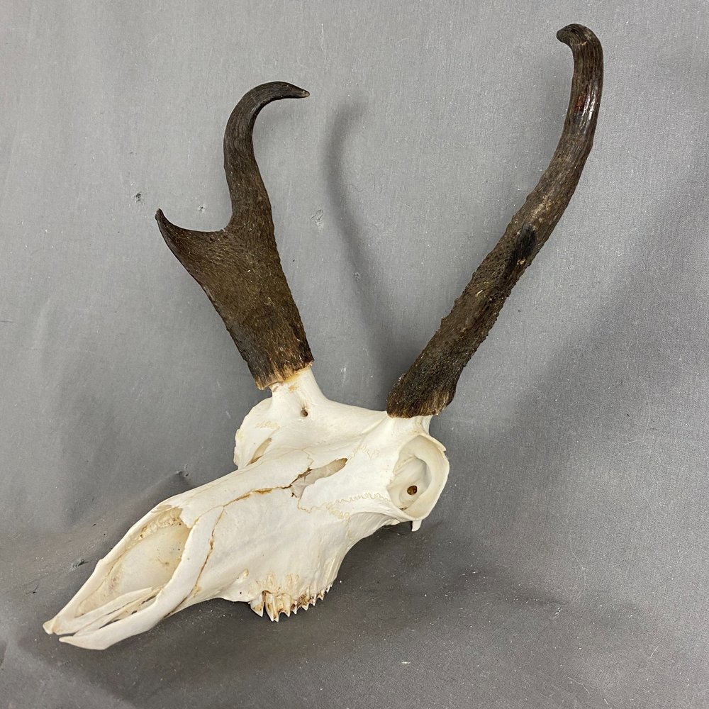 Animal Skulls — Claw, Antler & Hide Co.