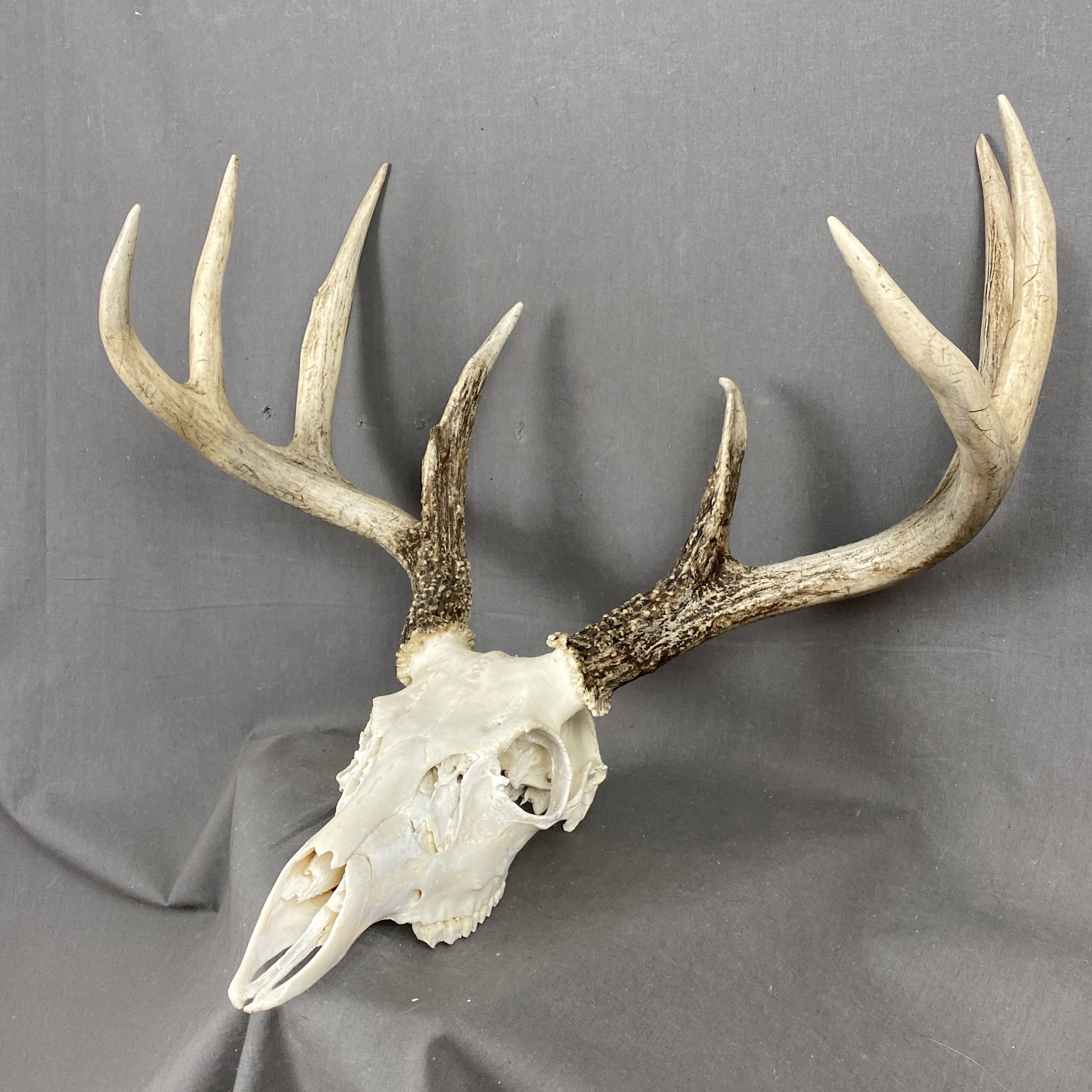 Animal Skulls — Claw, Antler & Hide Co.