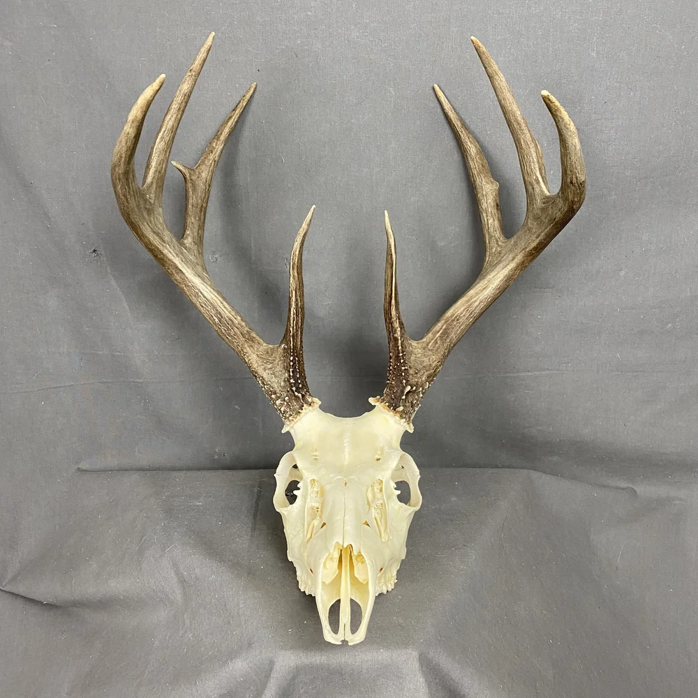 Whitetail Deer Skull SQ1566 — Claw, Antler & Hide Co.