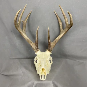 Whitetail Deer Skull SQ1566 — Claw, Antler & Hide Co.