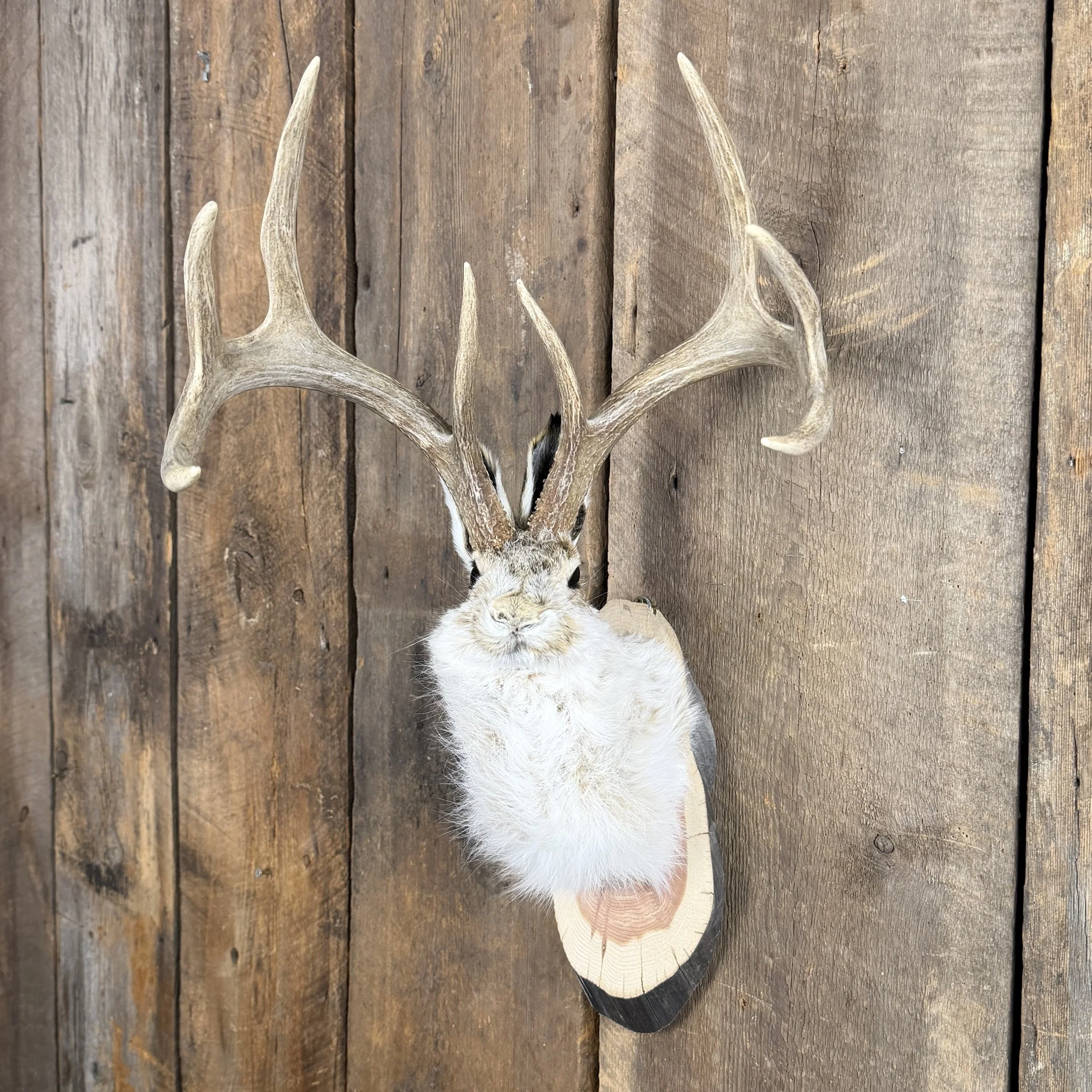 jackalope mount