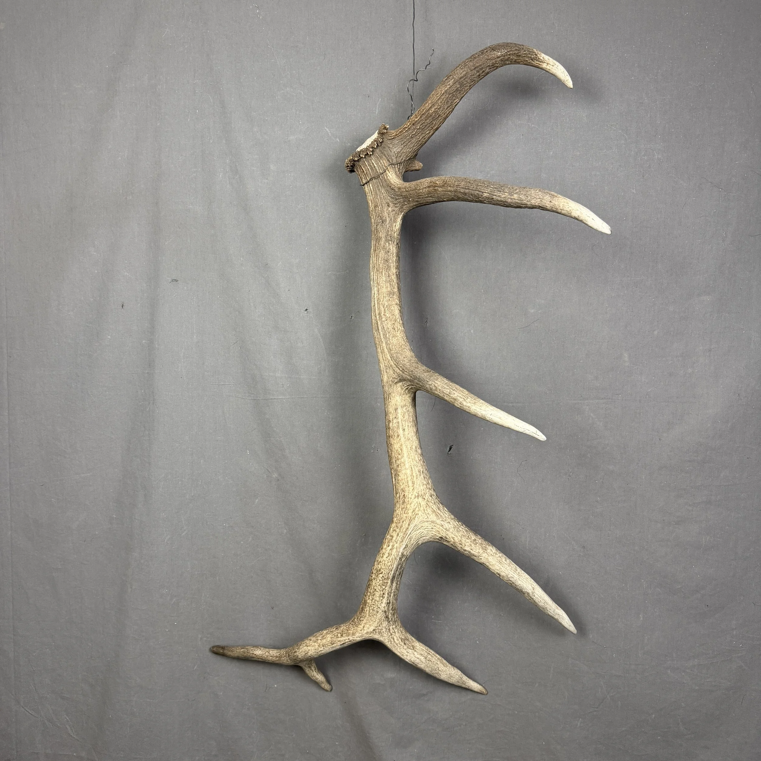 Elk Antler