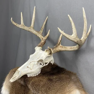 Whitetail Deer Skull SQ2086 — Claw, Antler & Hide Co.