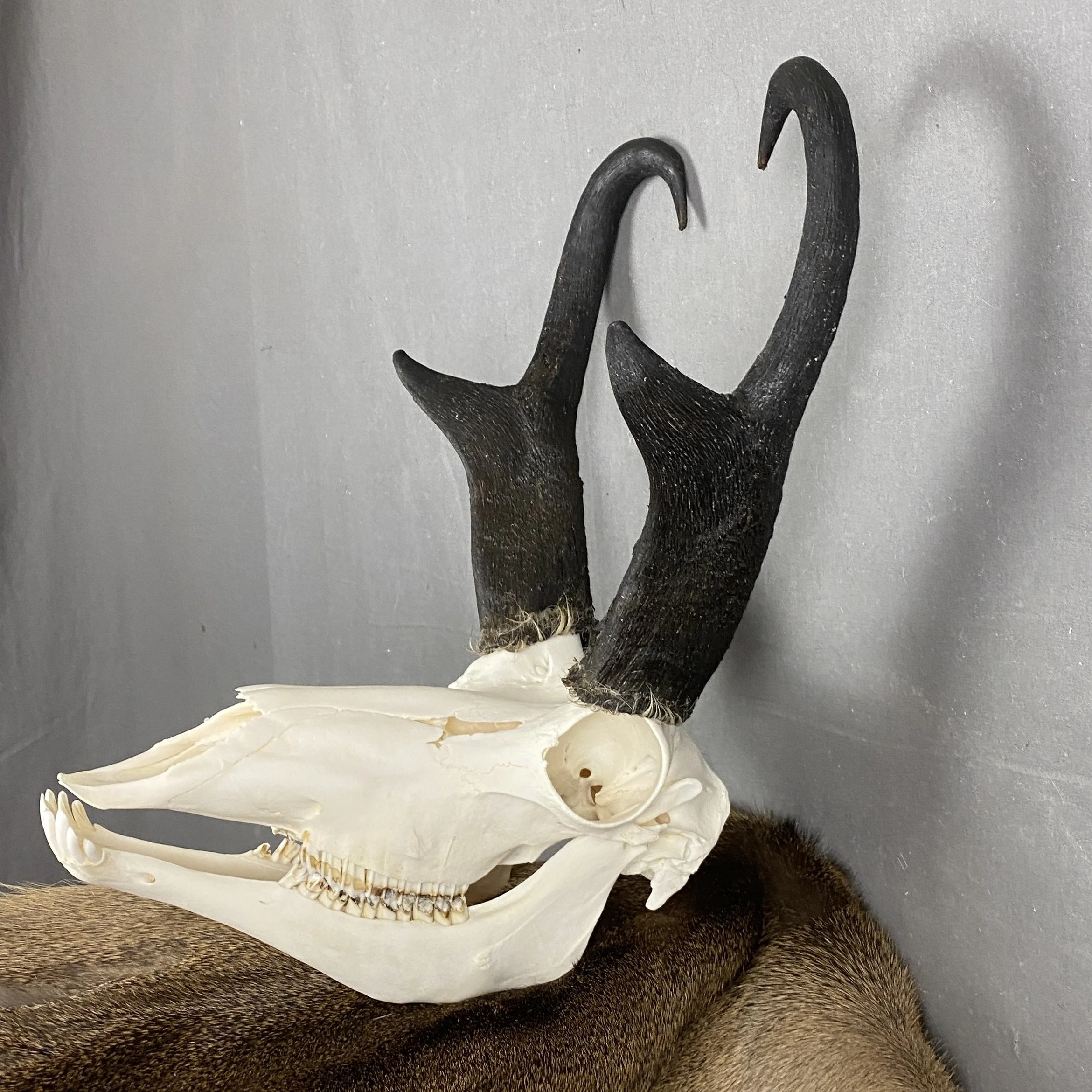 Pronghorn Skull