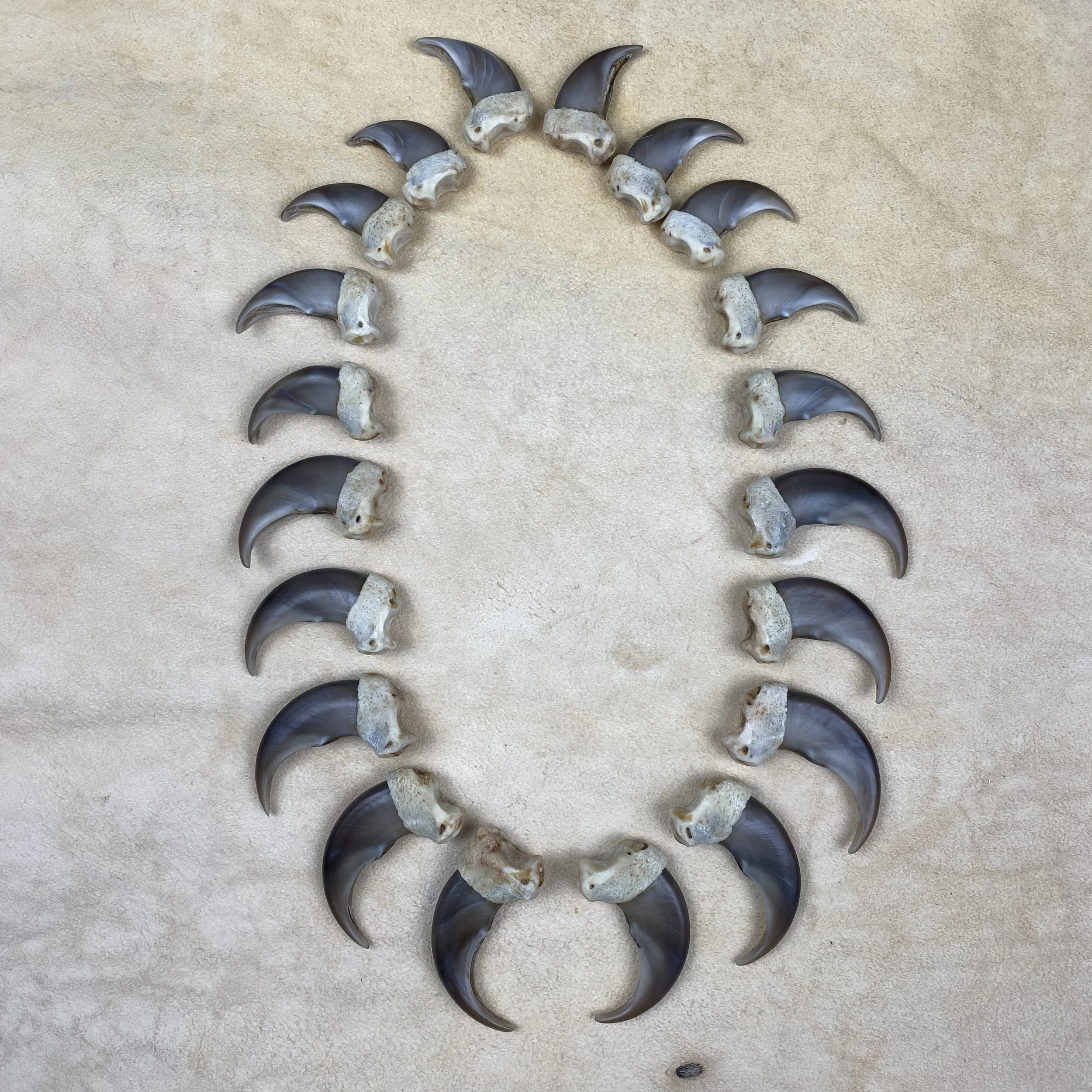 Bear Claw Near Me Find the Best Pastries in Your Area