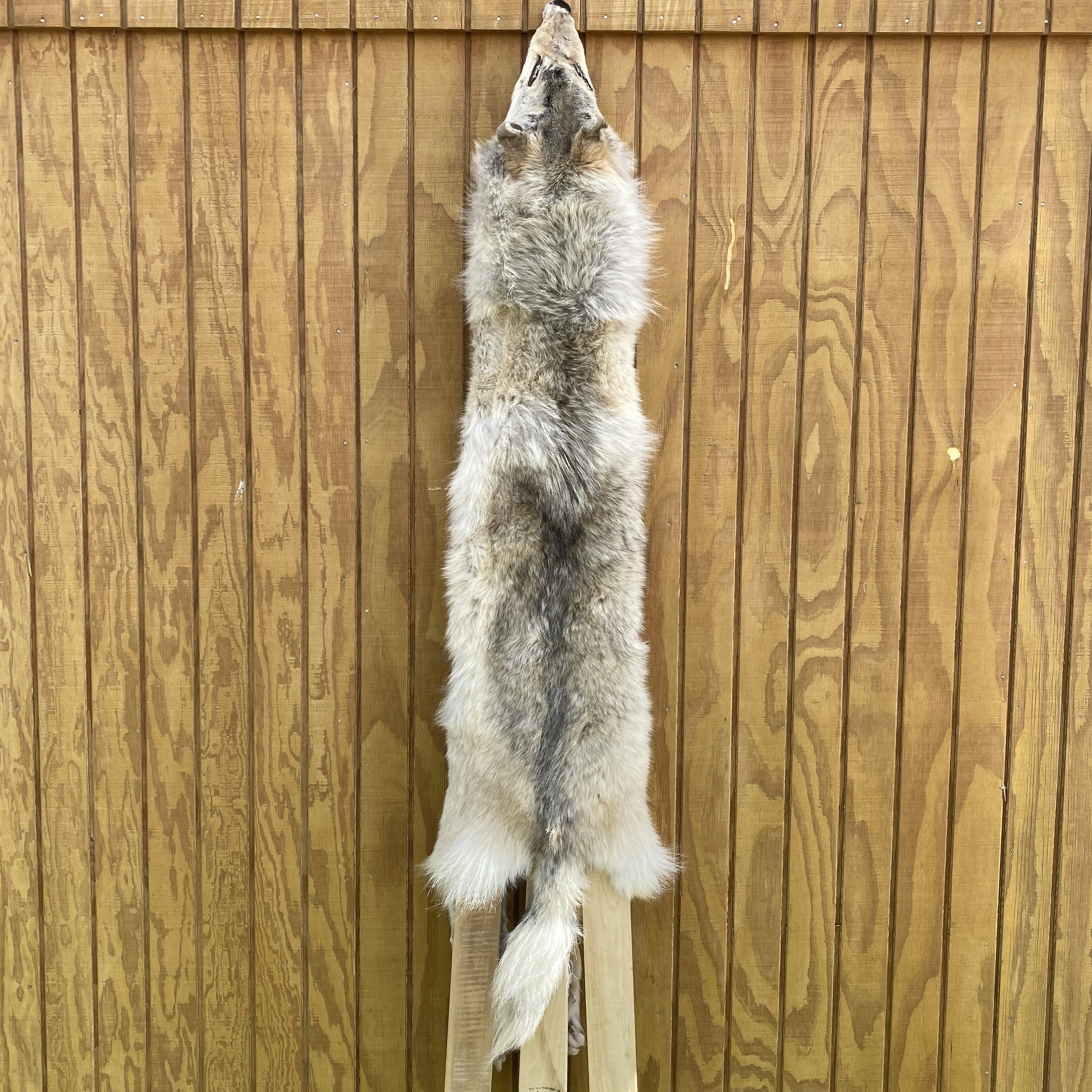 wolf hide