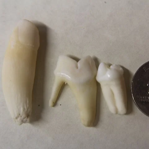 Cougar Teeth