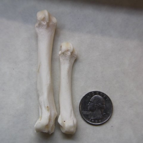 Cougar Foot Bone