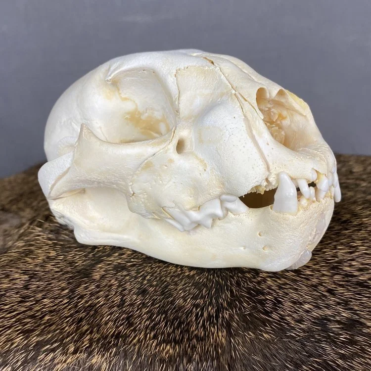 Cougar Skull