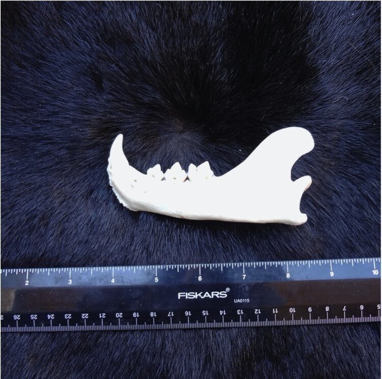 Cougar Jaw