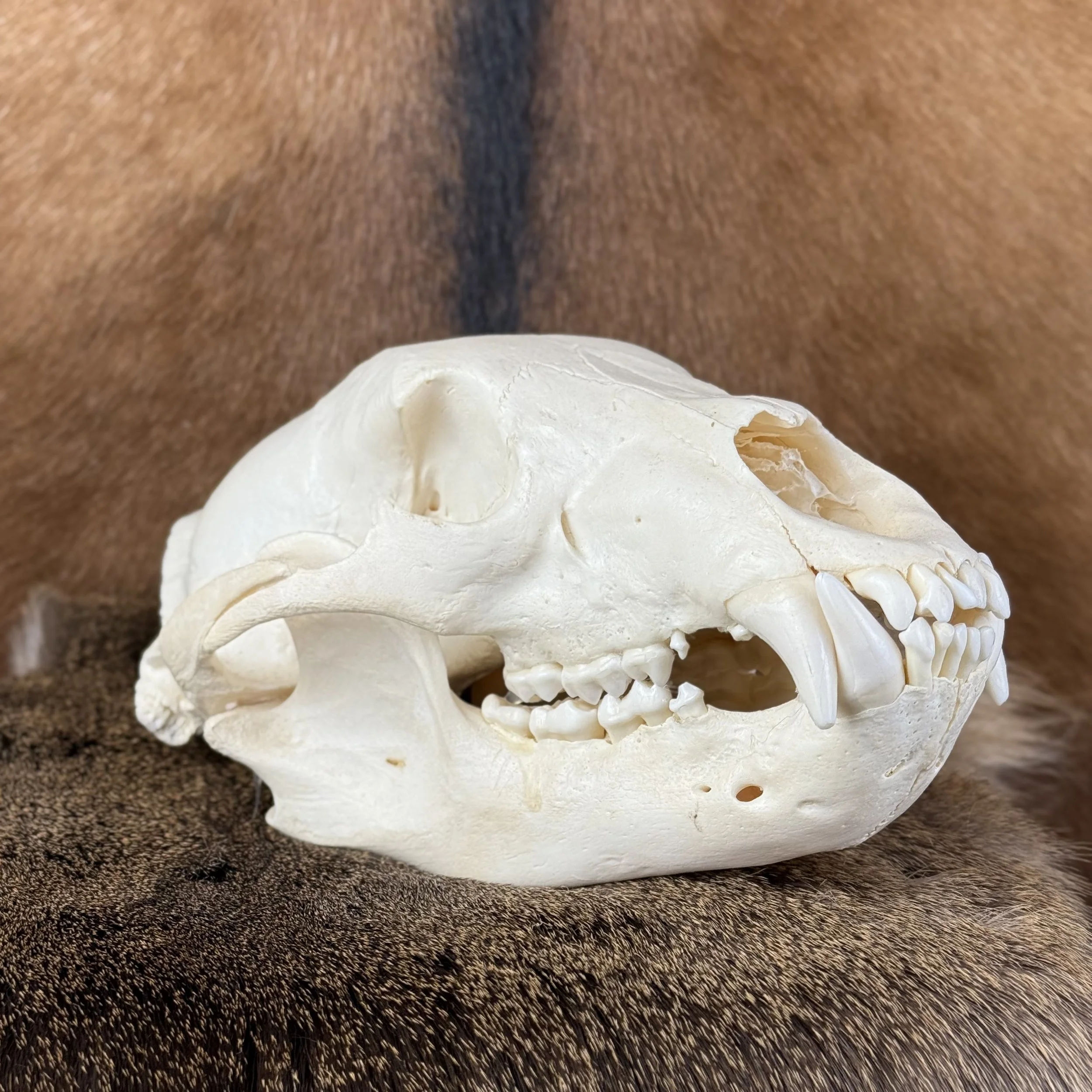Black Bear Skull