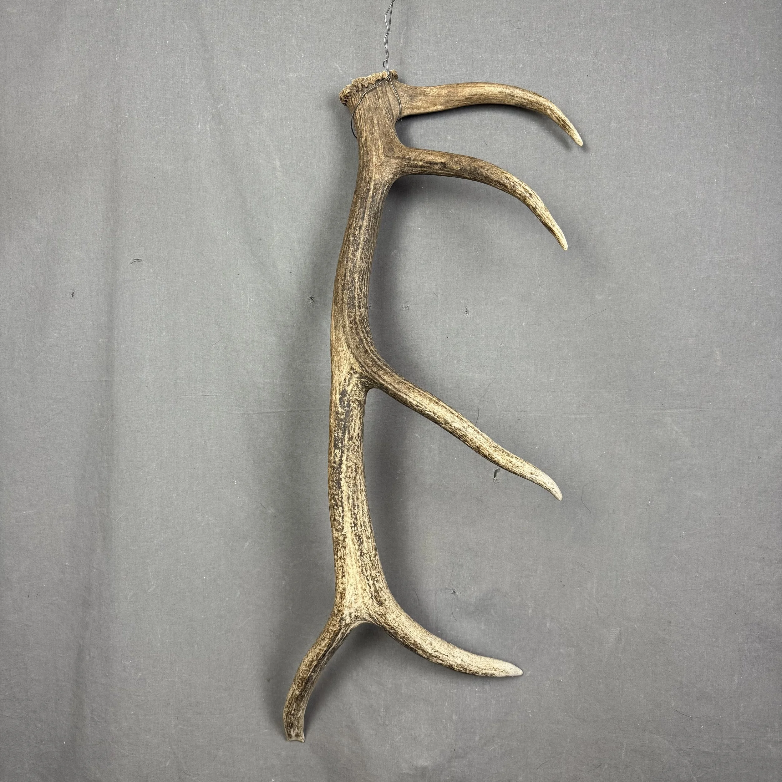 Elk Antler