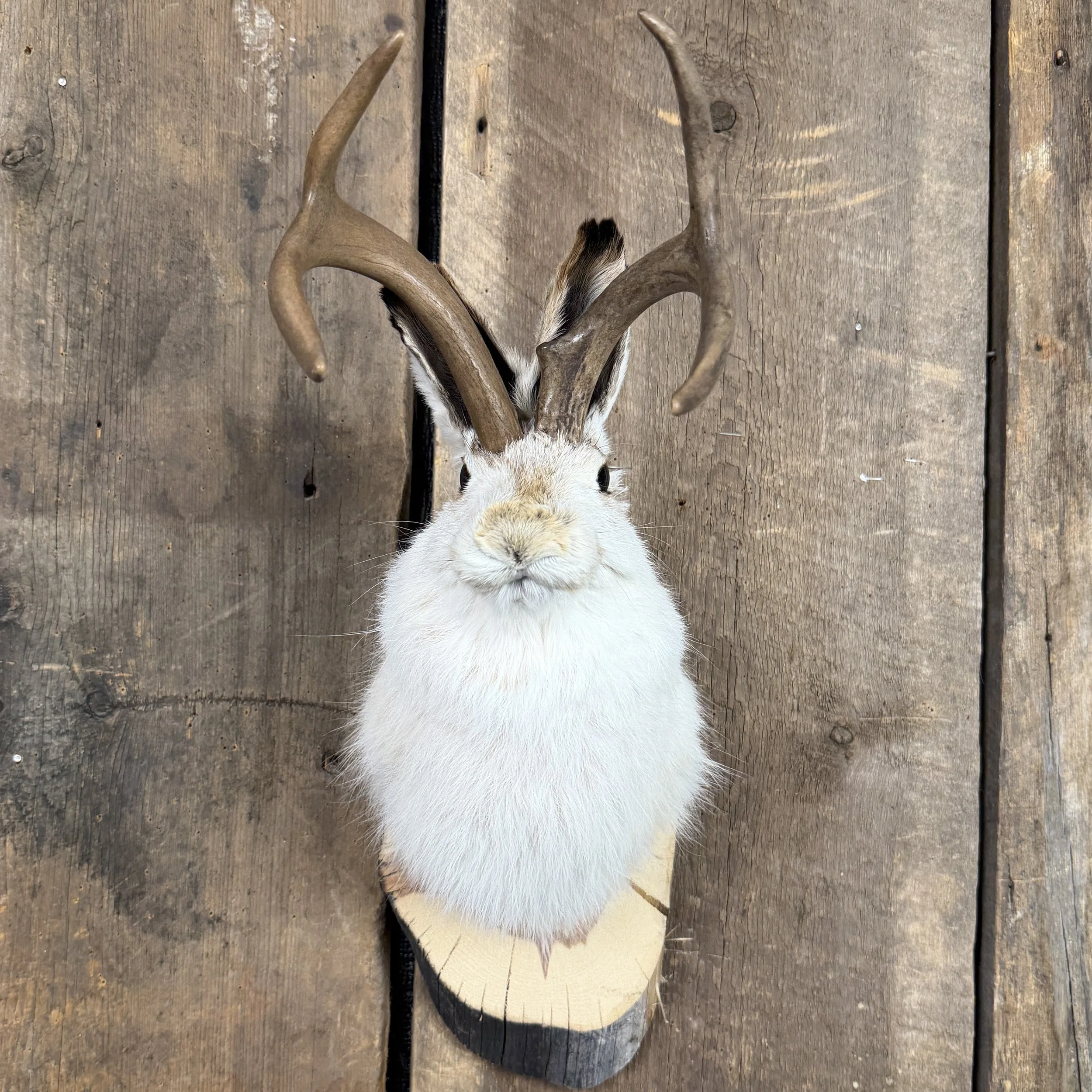 Jackalope Mount SQ0001