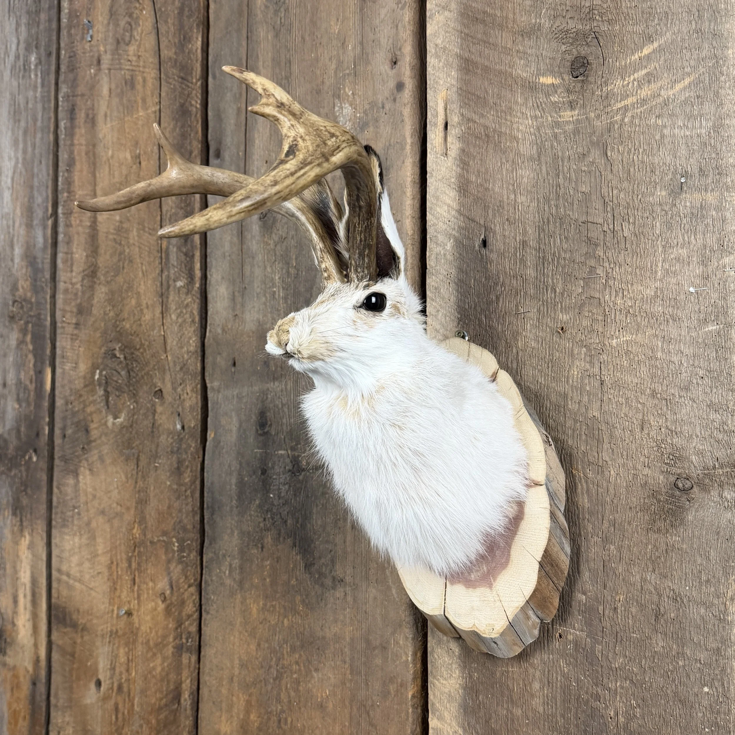Jackalope Mount SQ0775