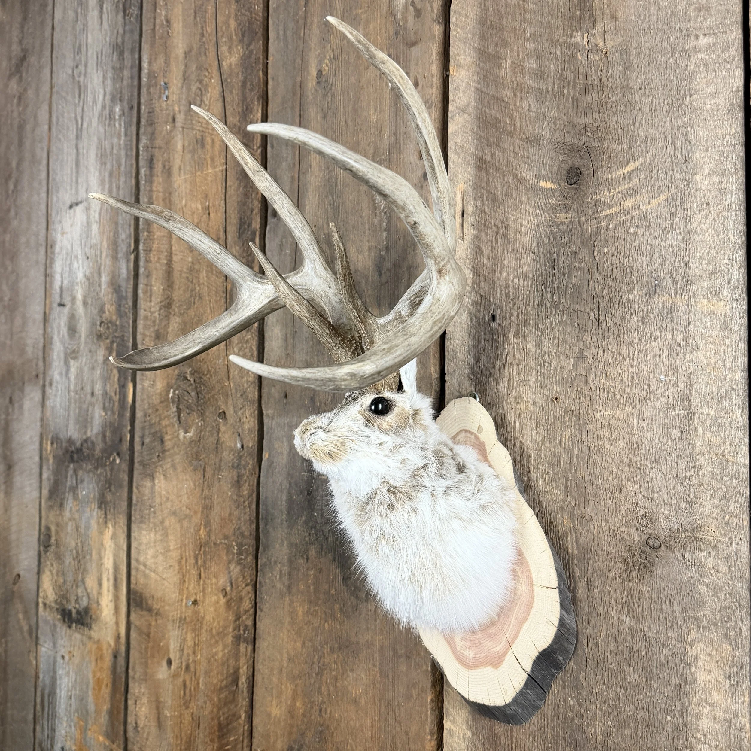 jackalope mount