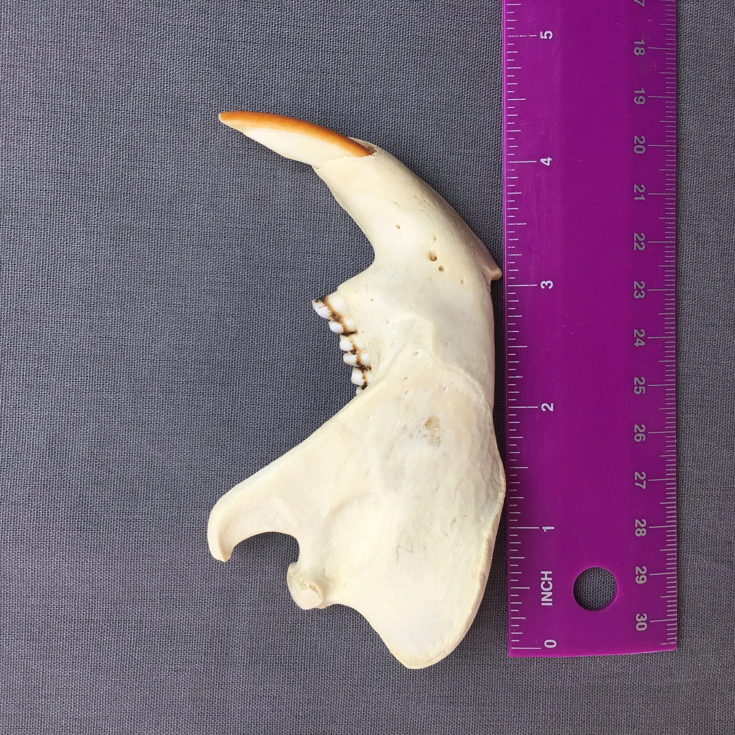 Beaver Jaw