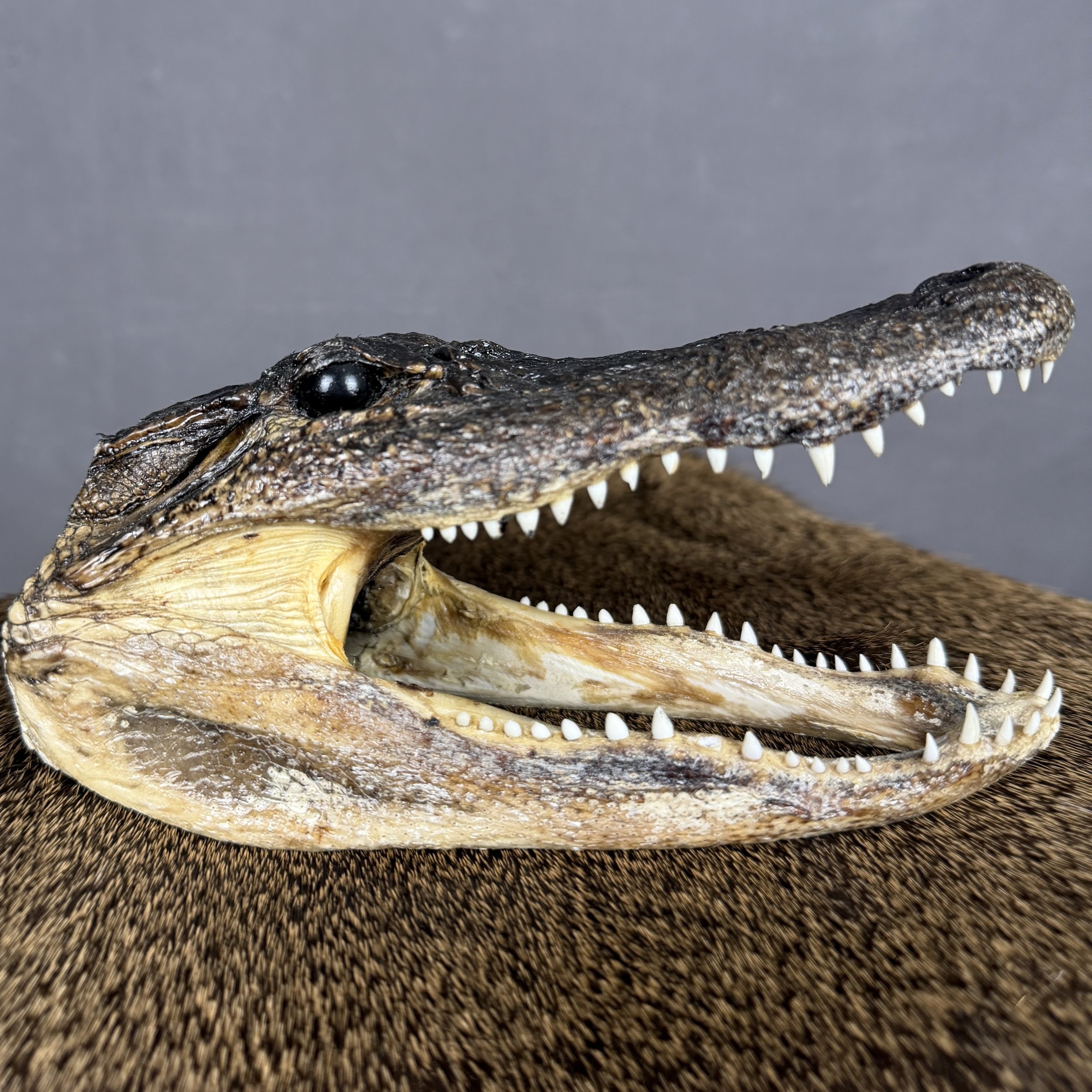 Alligator Head