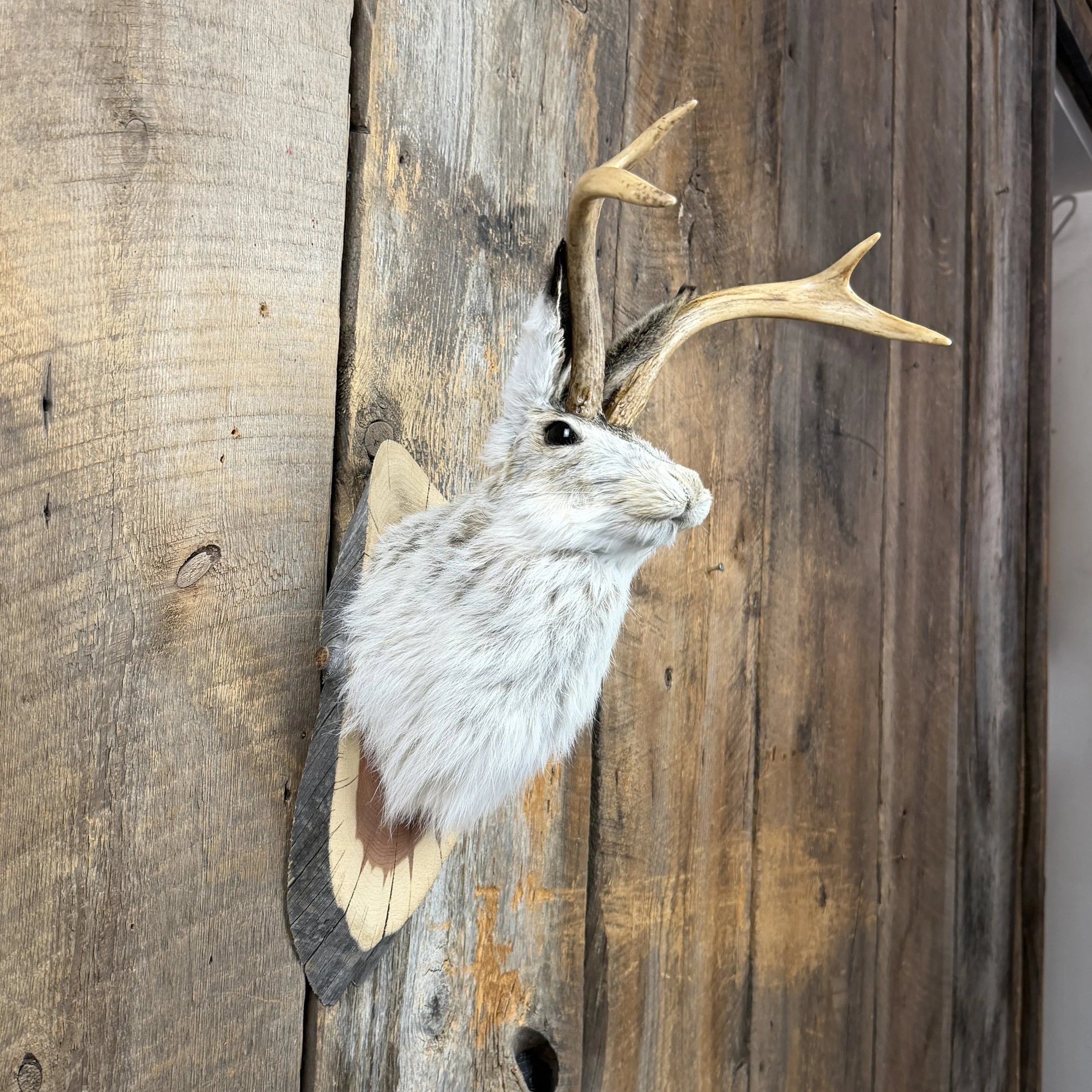 jackalope mount