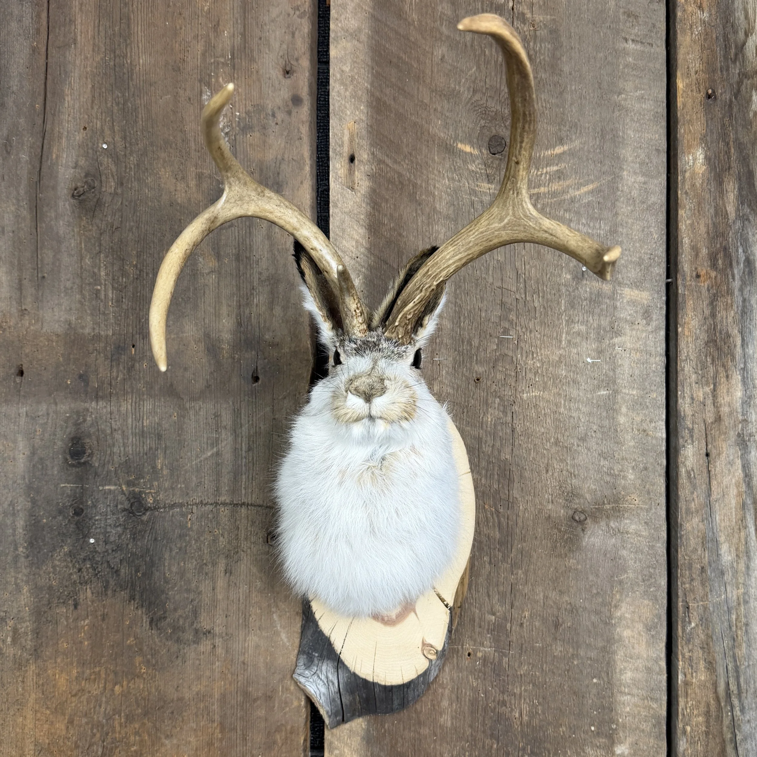 jackalope mount