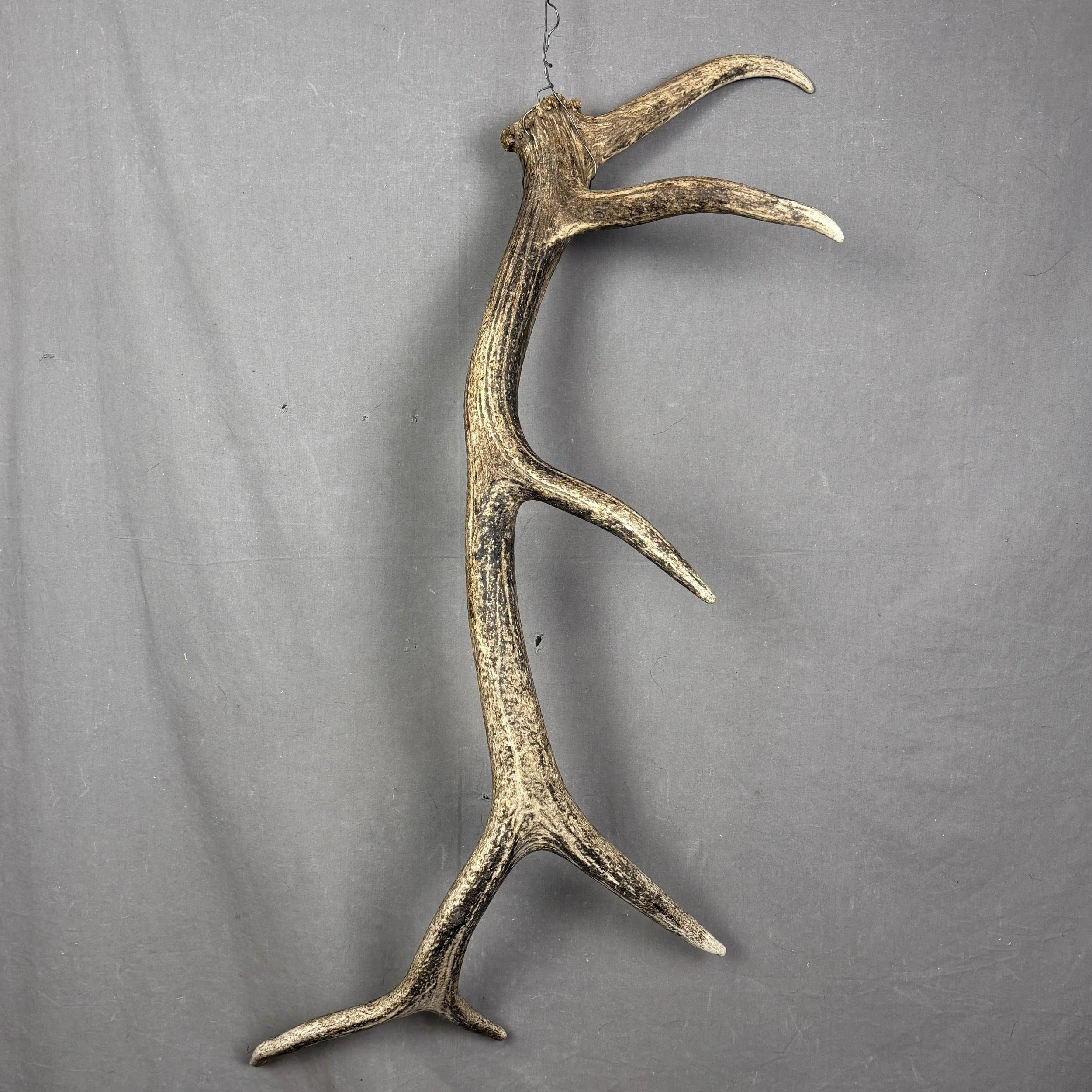 Elk Antler