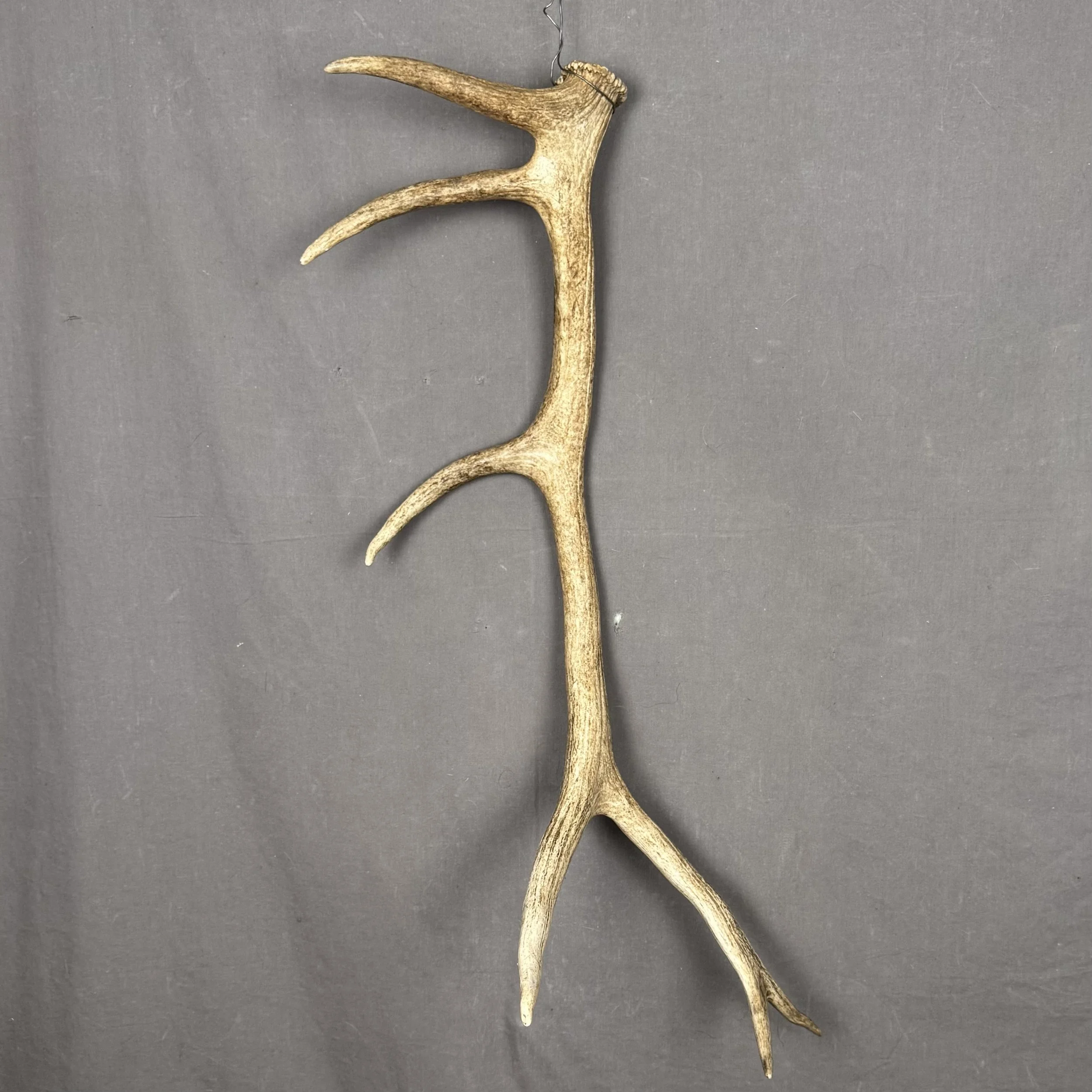 Elk Antler