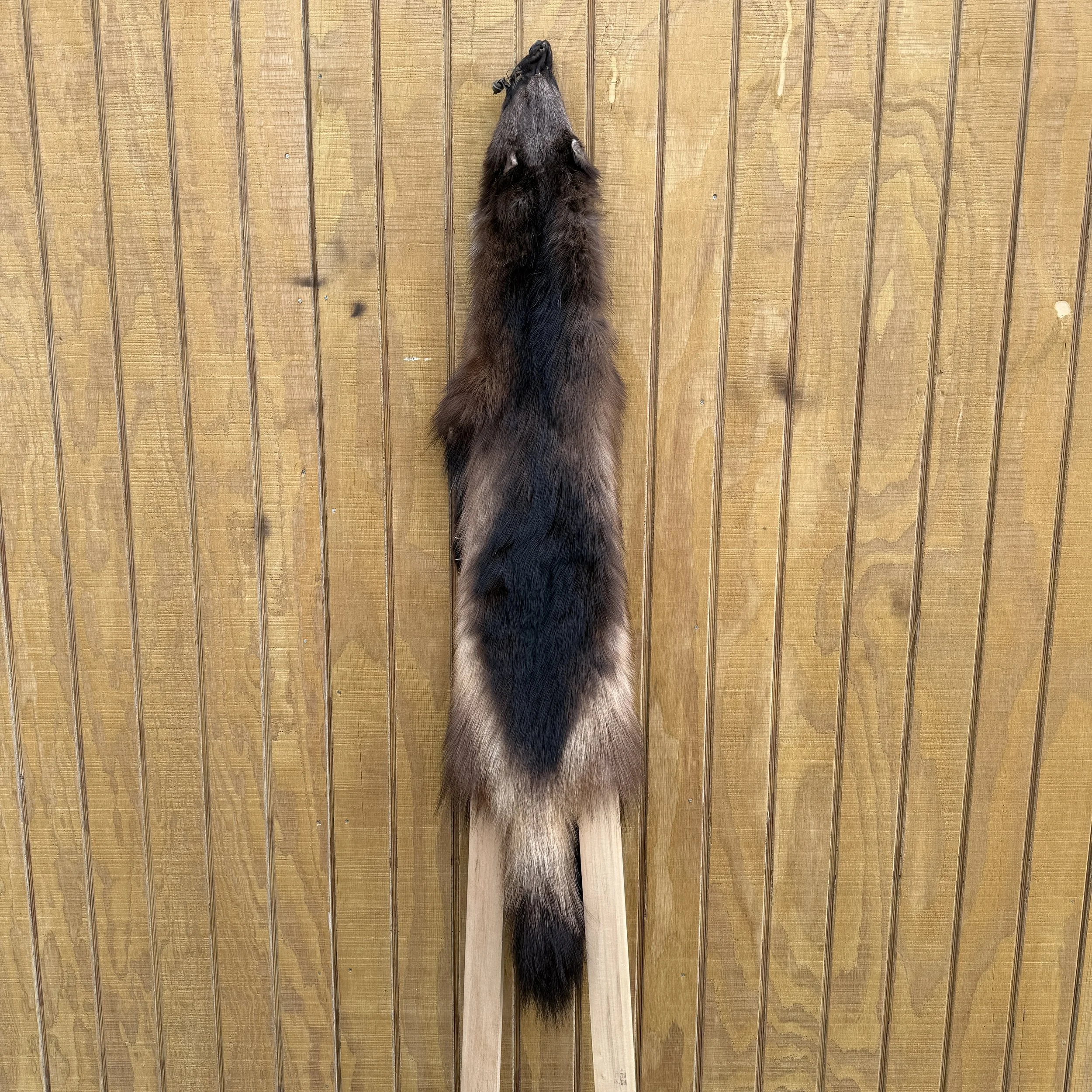 Wolverine pelt