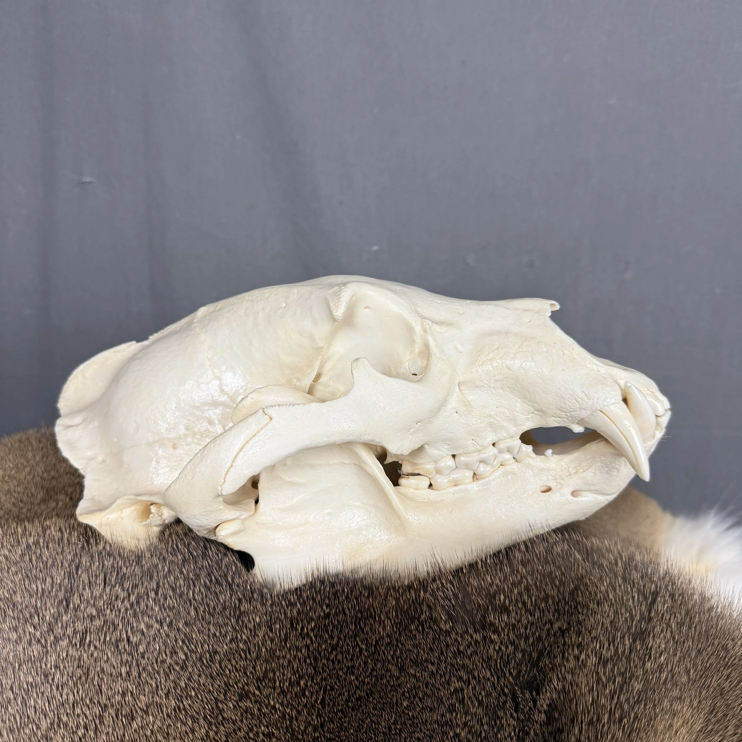 Black Bear Skull