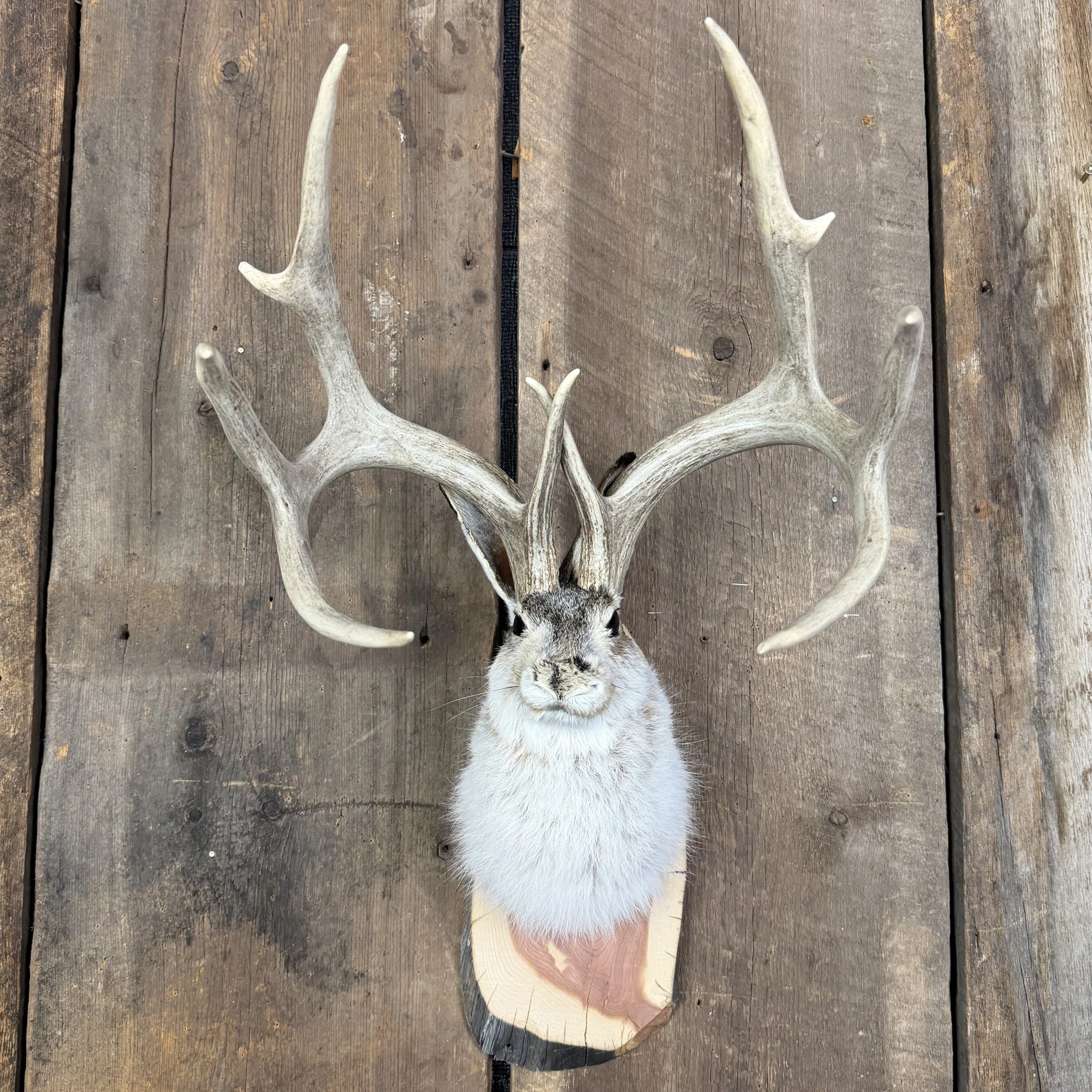 jackalope mount