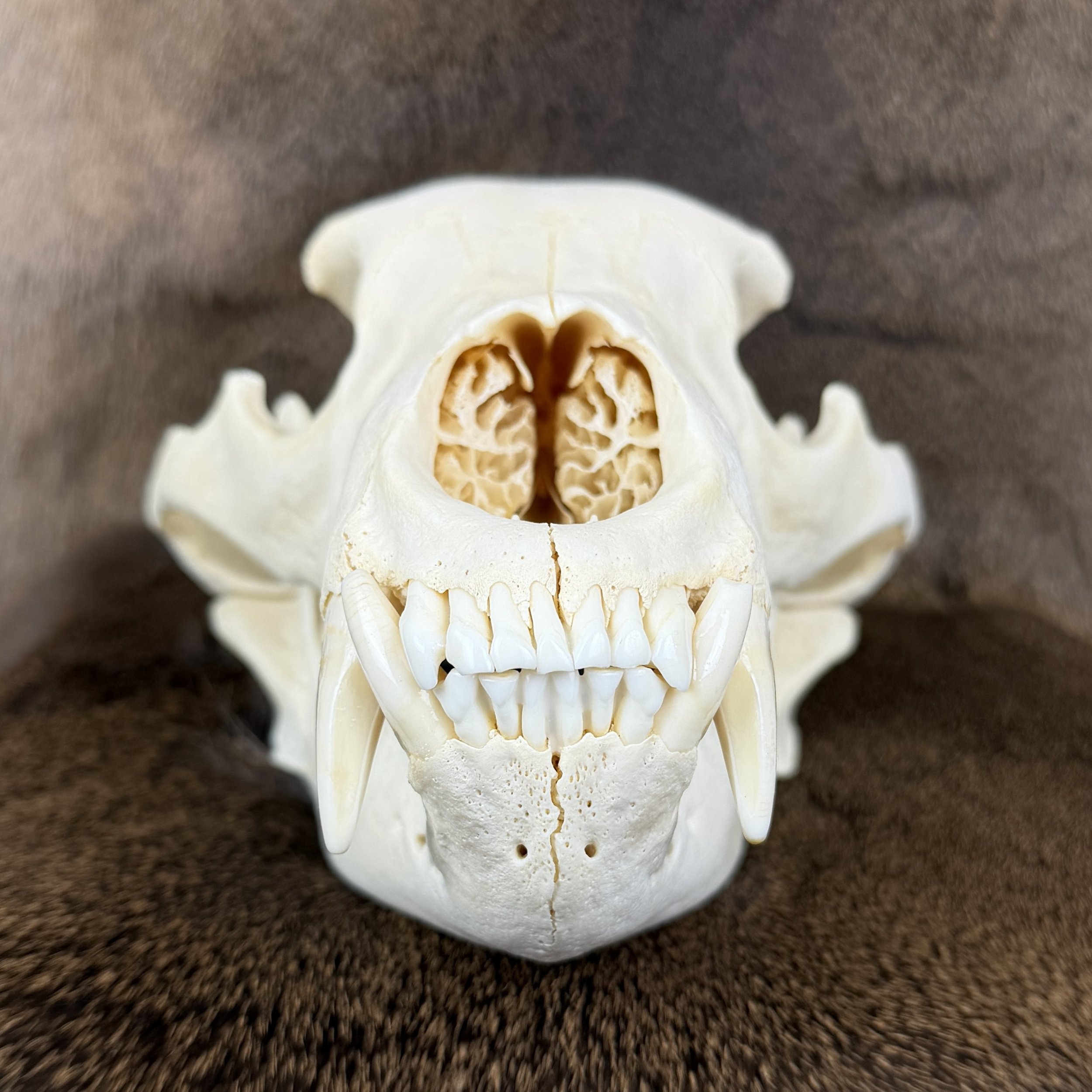 black bear skull
